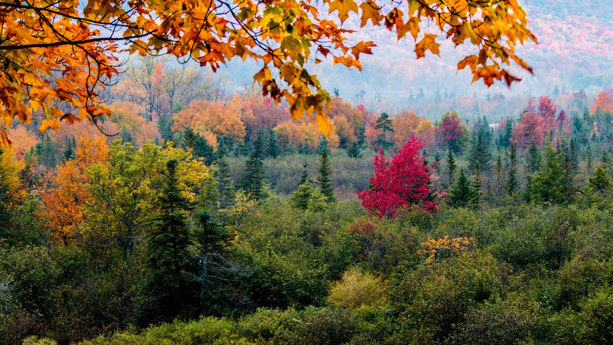 pendenza foresta alberi foglie autunno