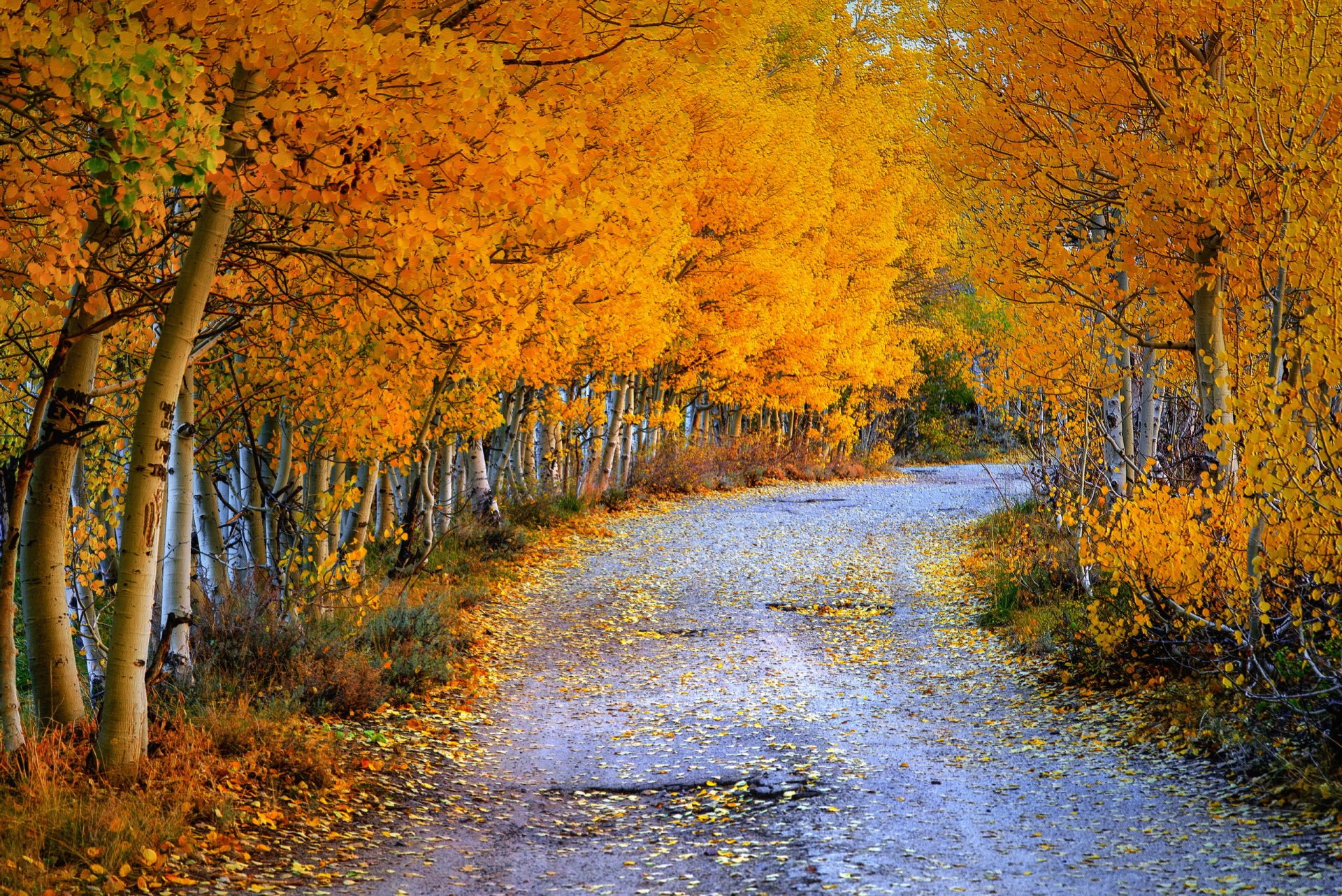 road autumn nature