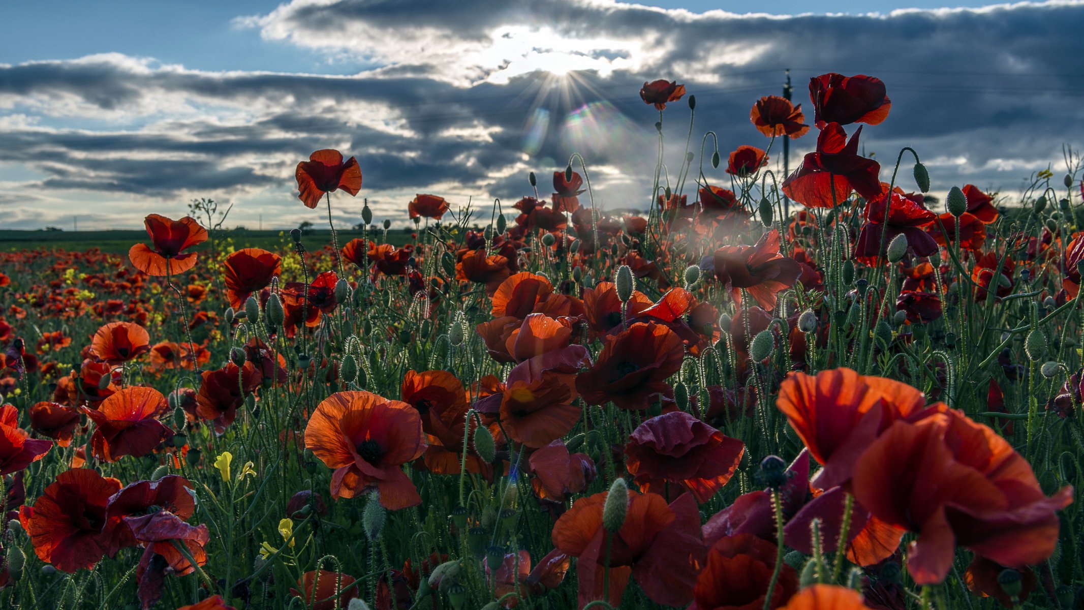 morgen feld mohnblumen landschaft