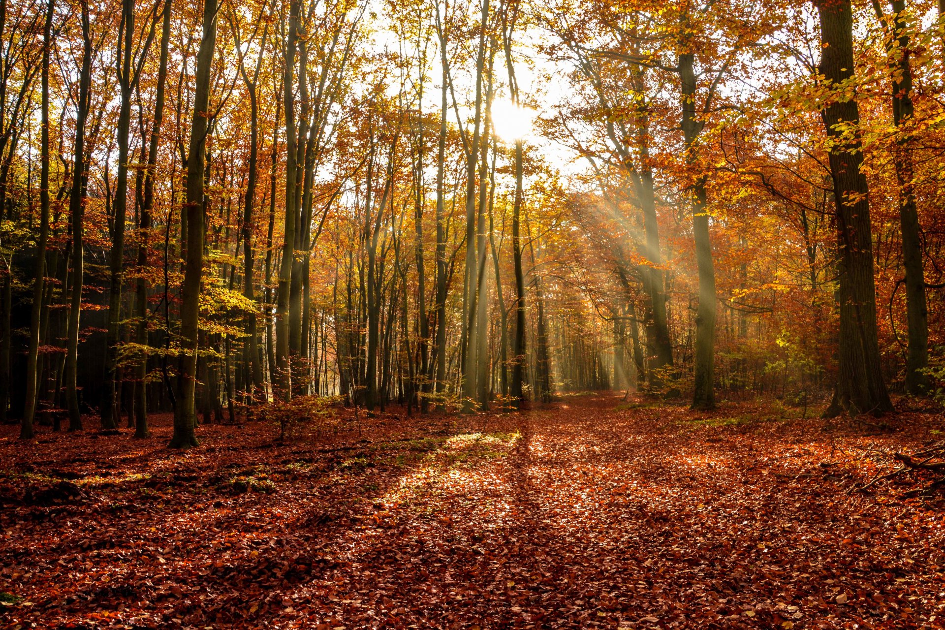 herbst wald bäume laubfall sonne strahlen