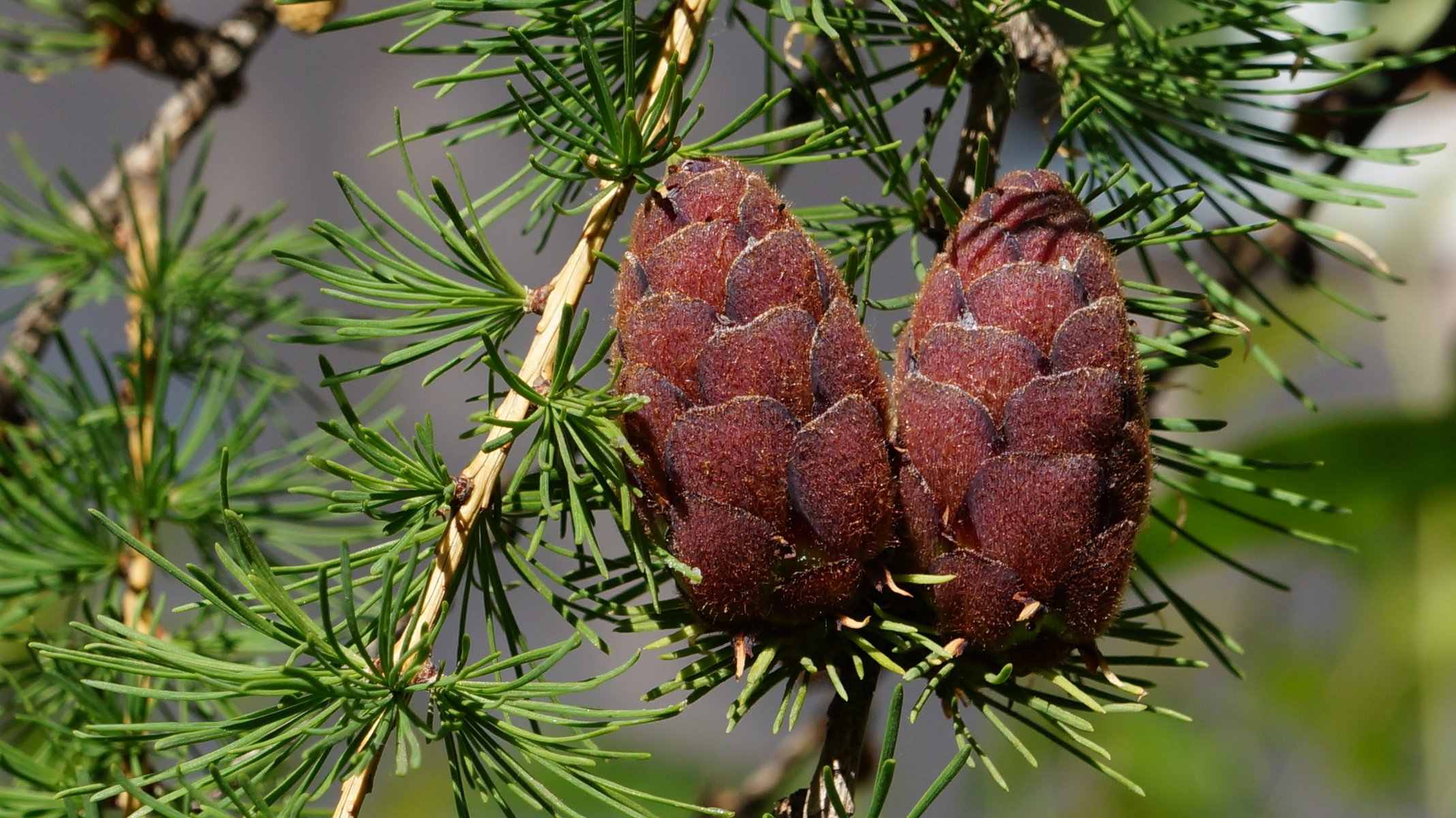 abete coni coppia primavera