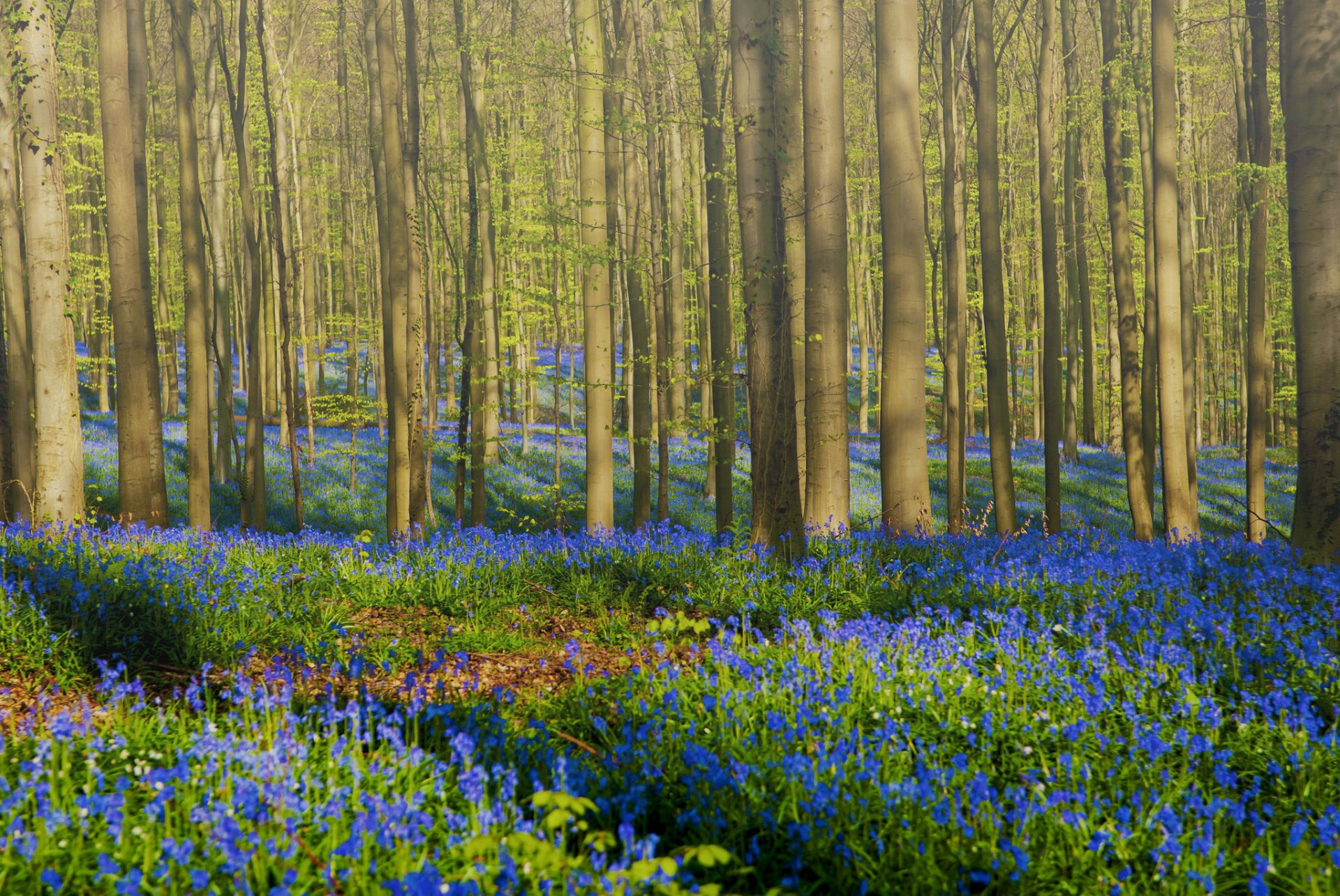 bosque árboles flores