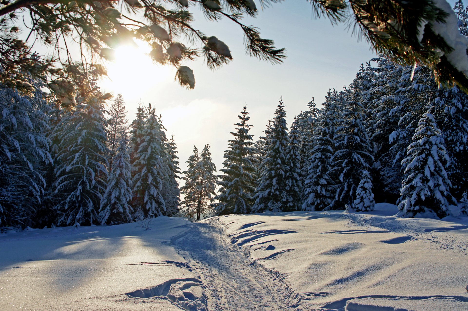 winter forest snow nature