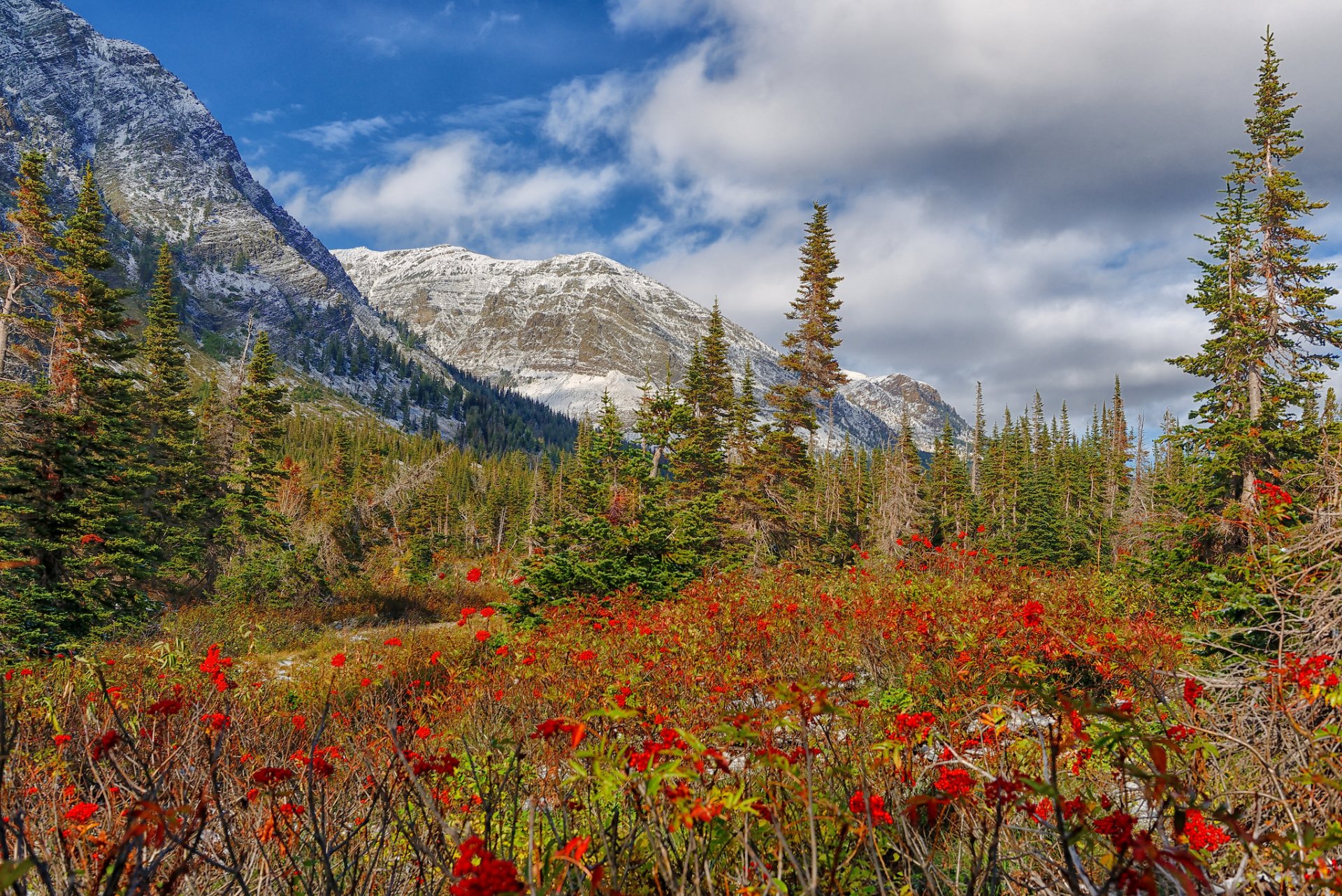 berge schnee bäume wiese blumen