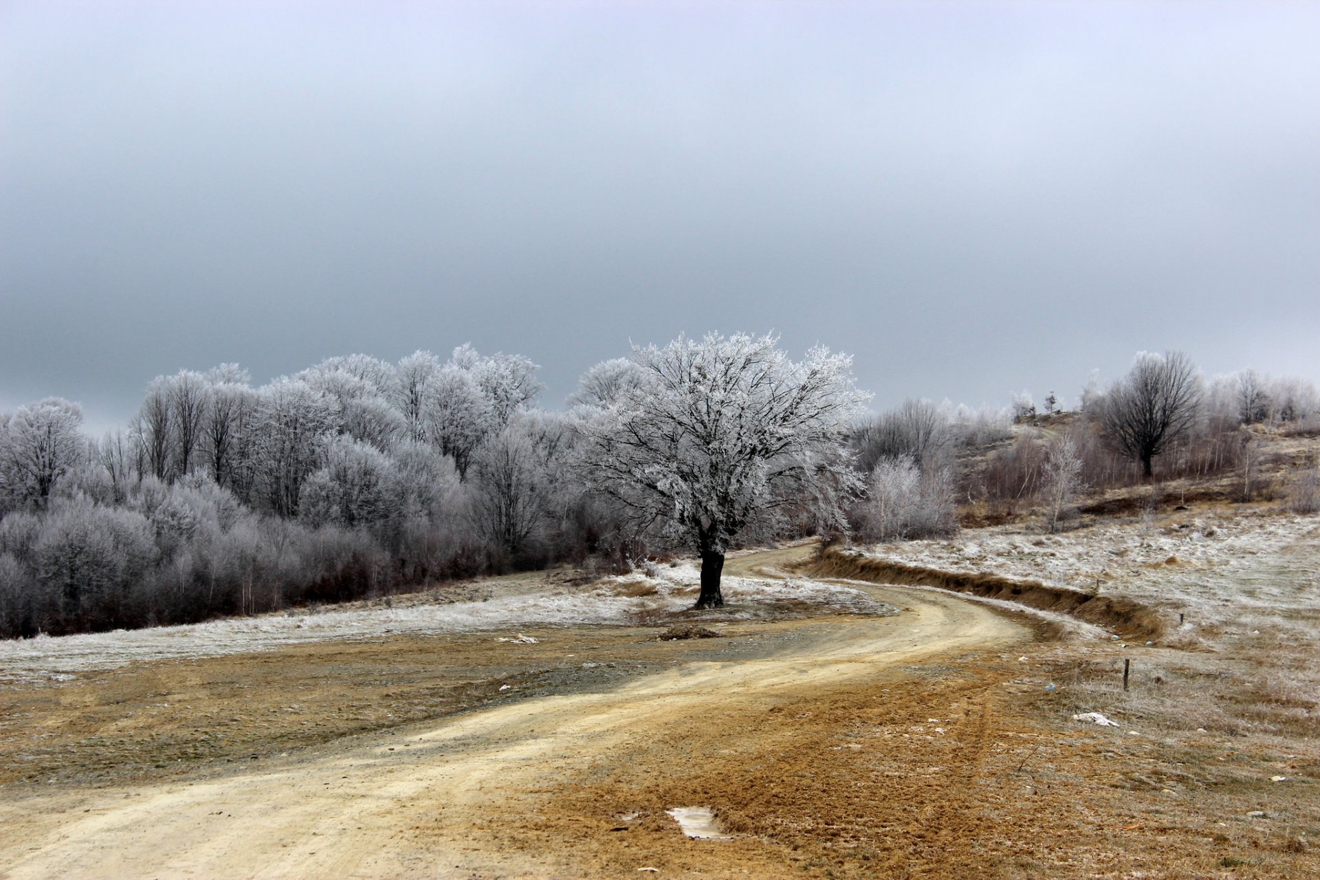 straße feld baum frost natur