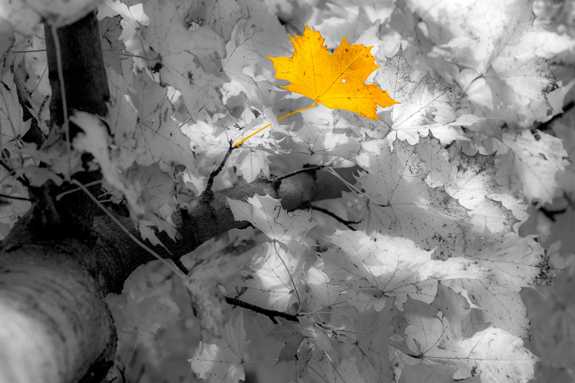 autumn leaves manfred sket