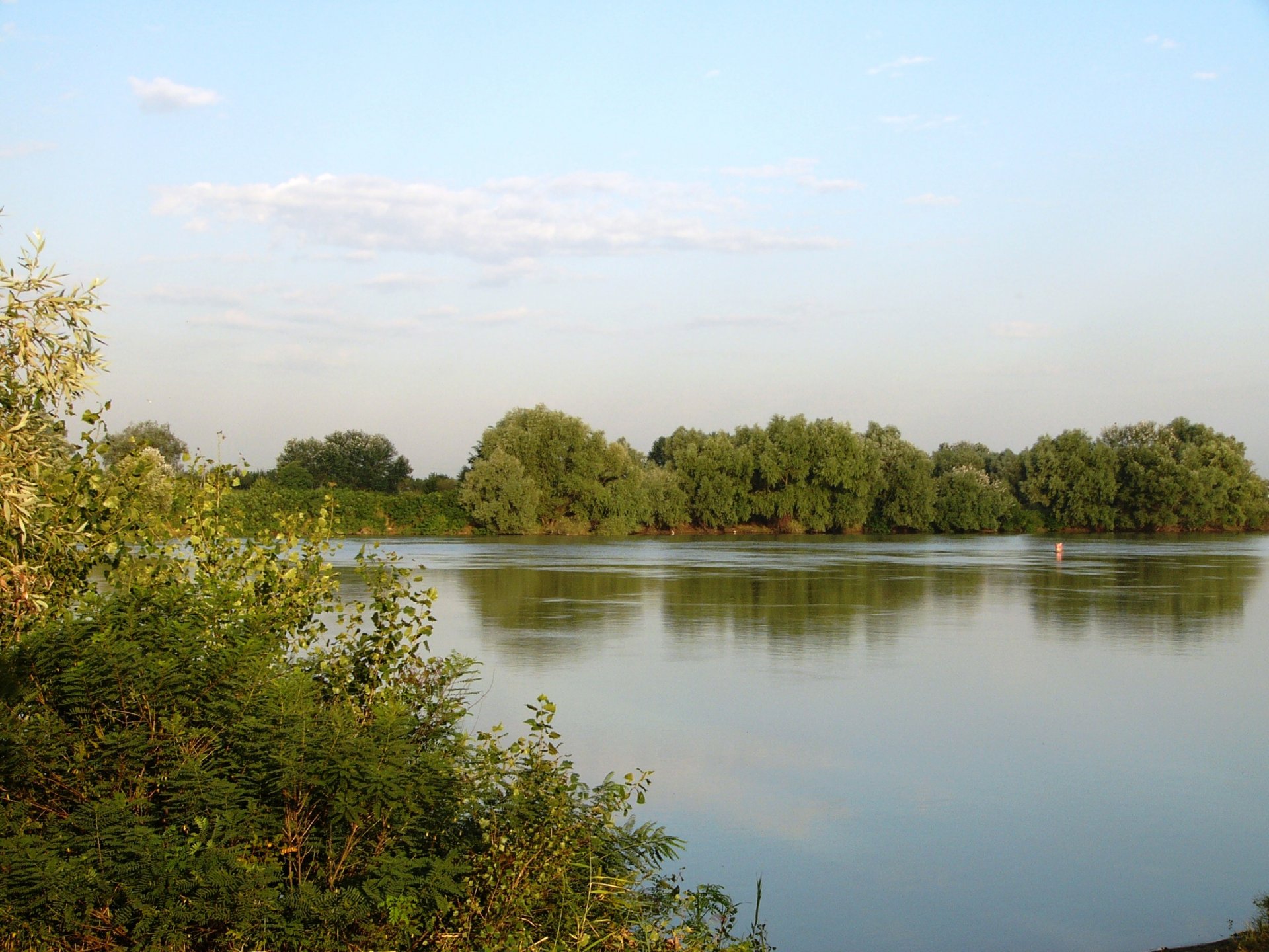 saule rivière kouban été