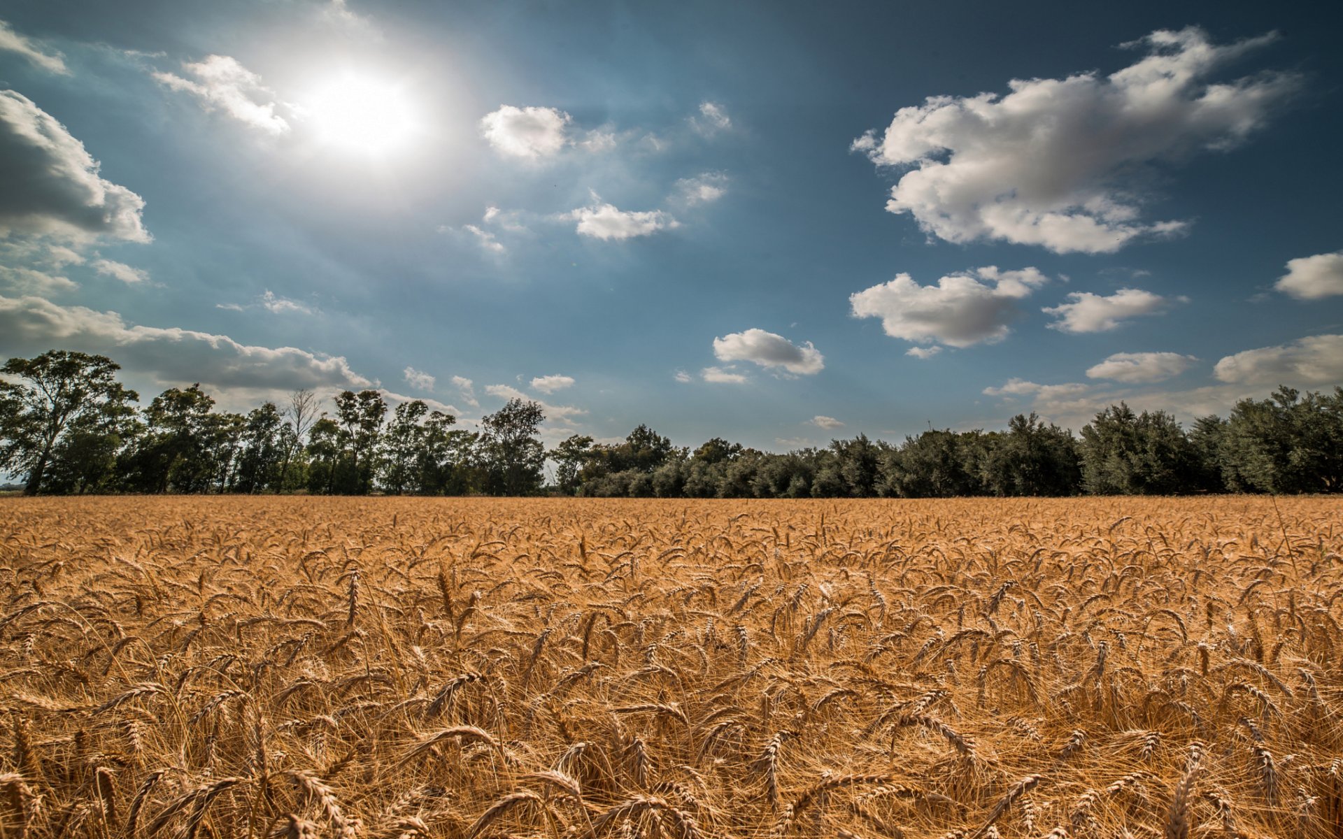 été champ épillets blé ciel soleil