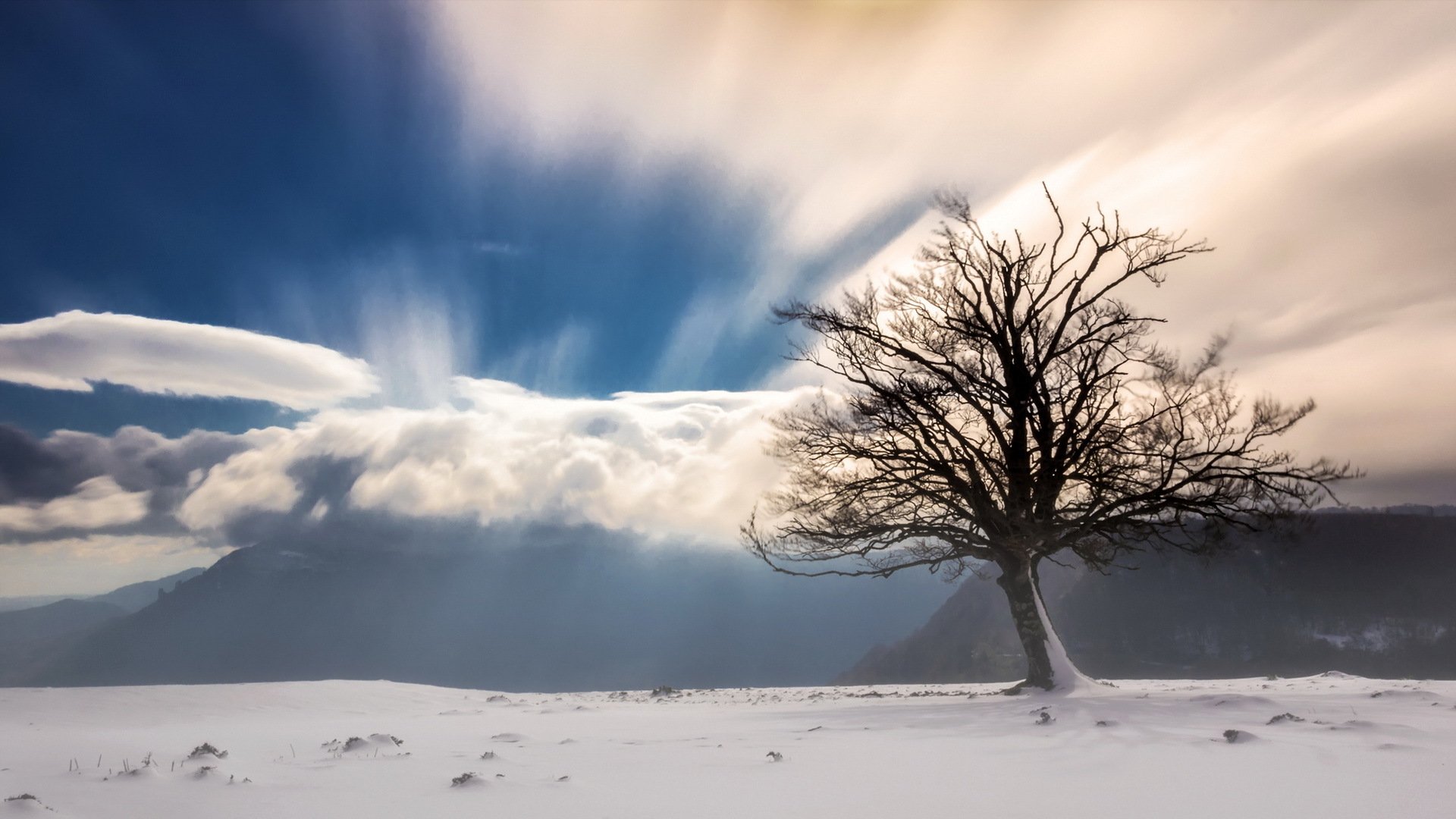 tree mountain snow fog