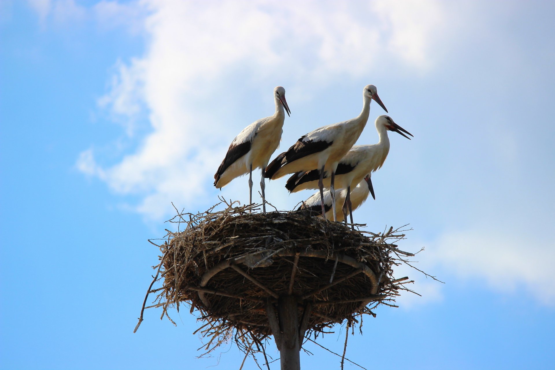 uccelli cicogne nido cielo natura