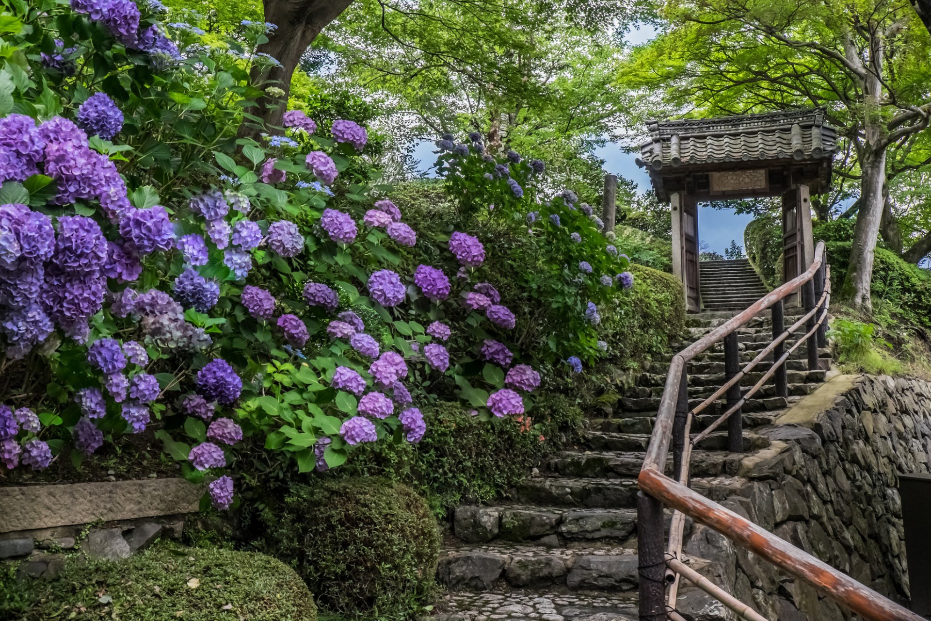 yoshimine-dera kyoto japonia kioto świątynia schody hortensje kwiaty