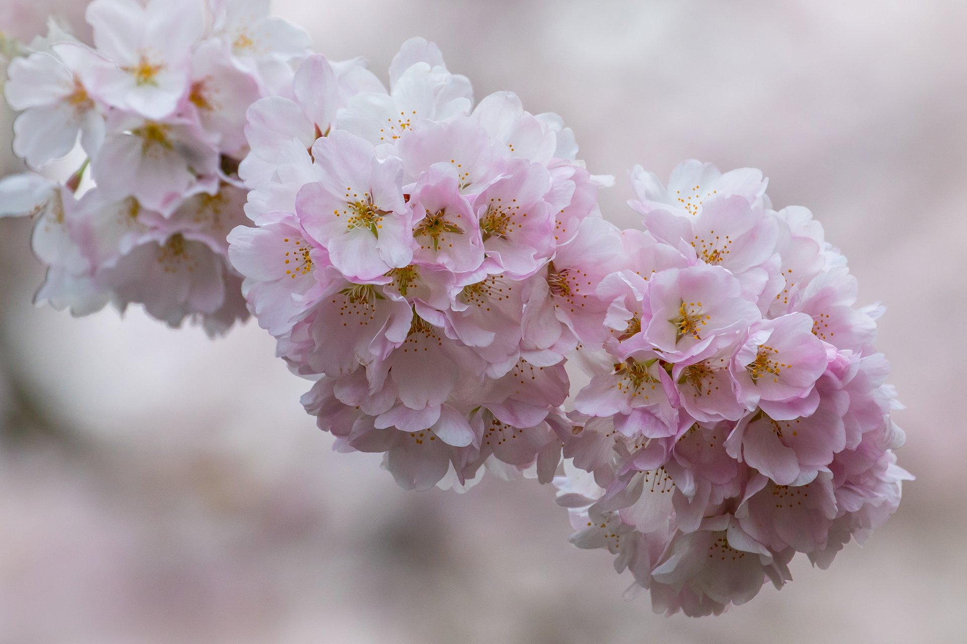 cerise branche floraison fleurs gros plan