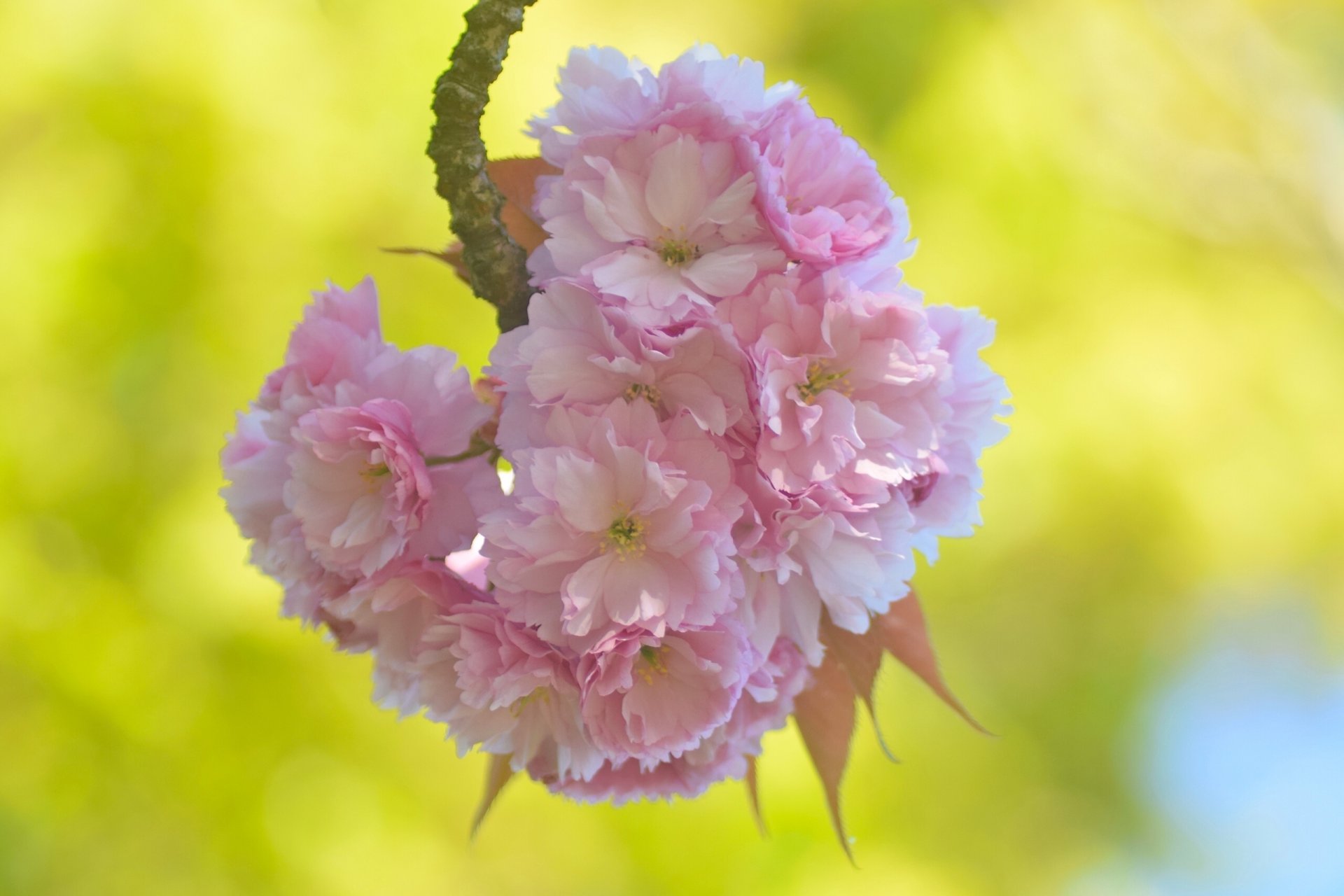 akura cherry bloom flowers branch close up spring