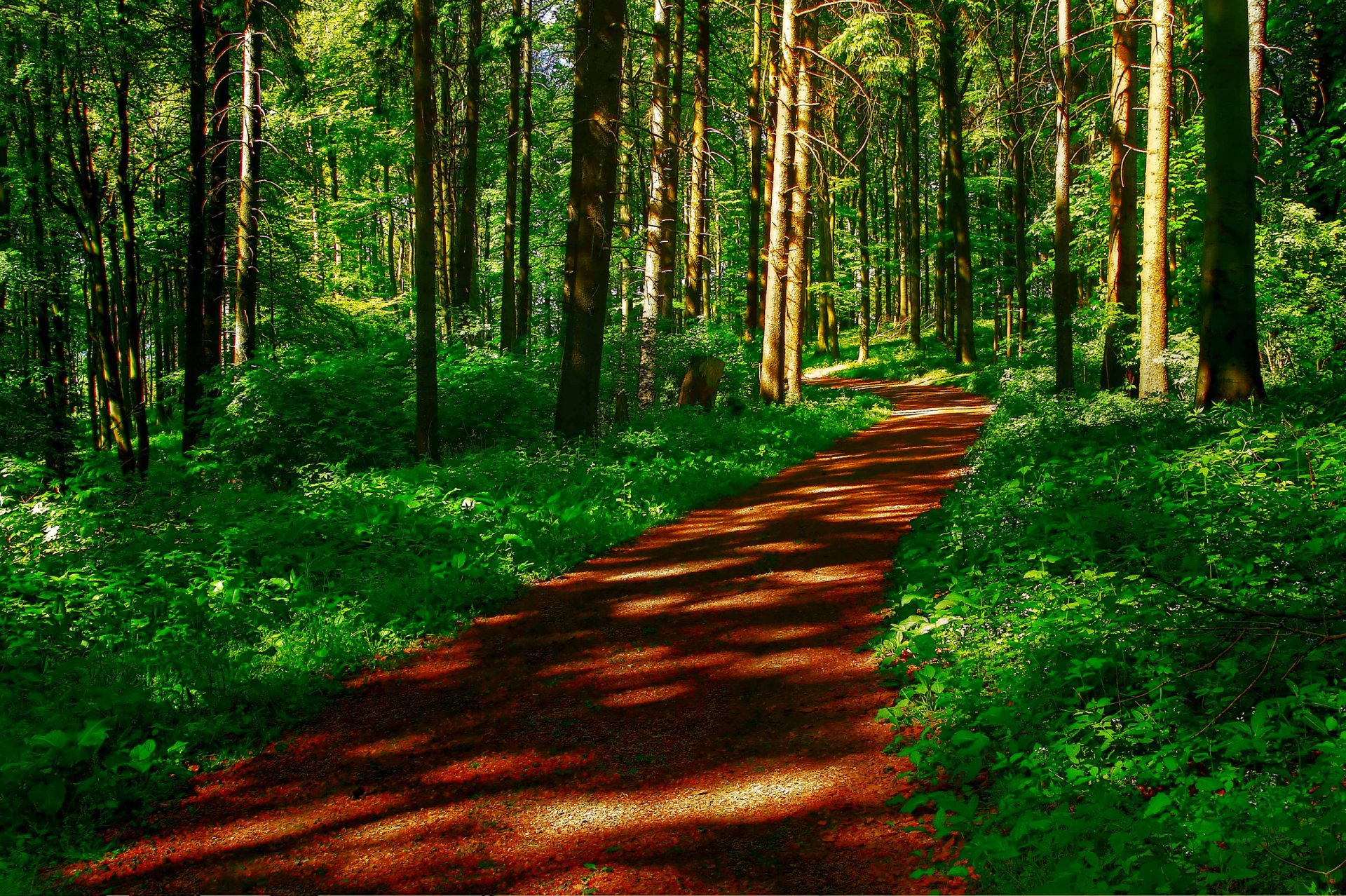 forêt arbres route herbe