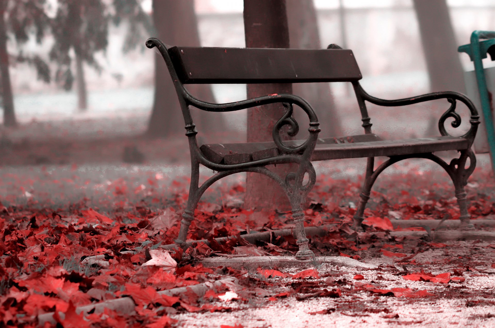 bench park leaves autumn