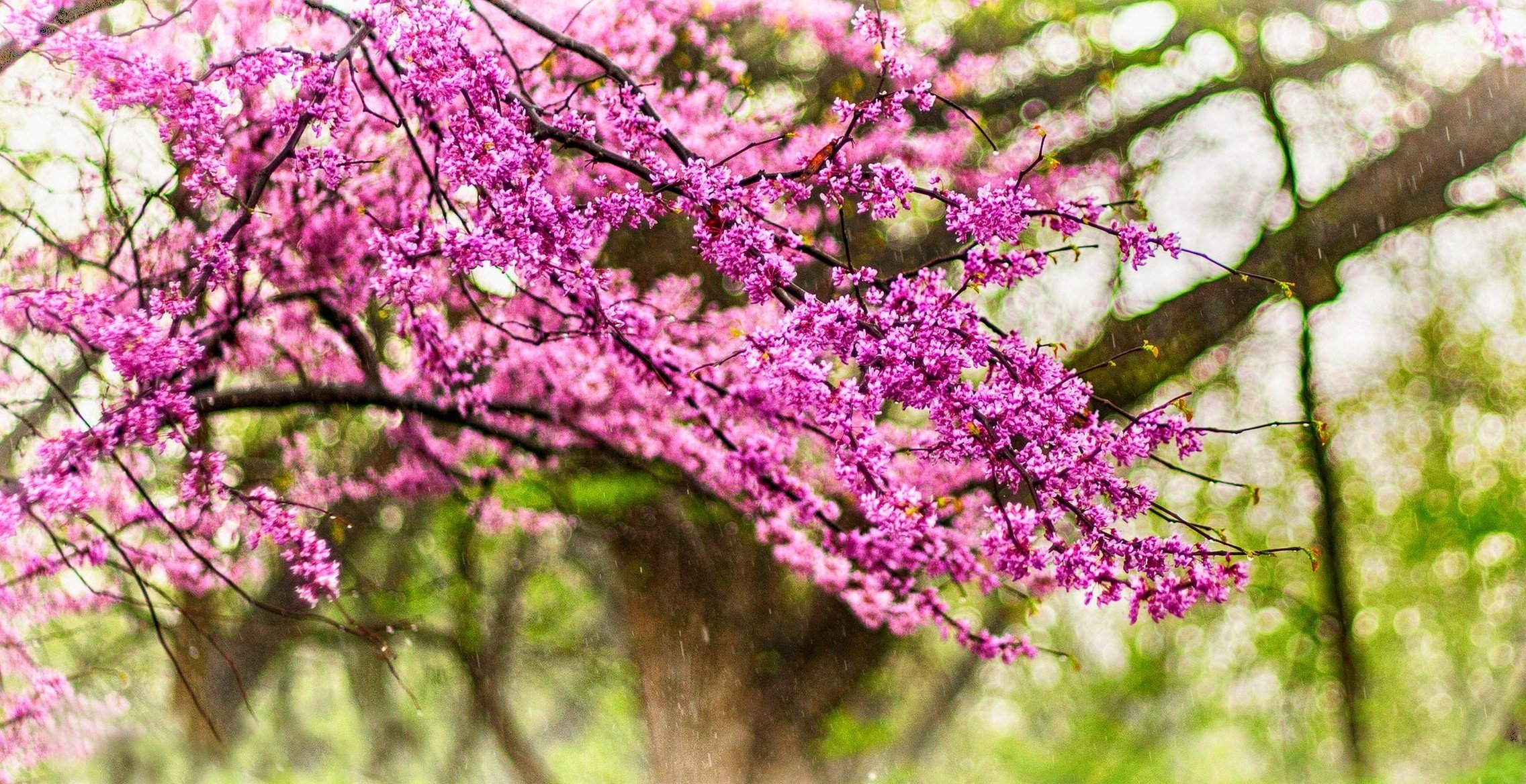 nature fleurs pluie gouttes printemps parc arbres marche printemps