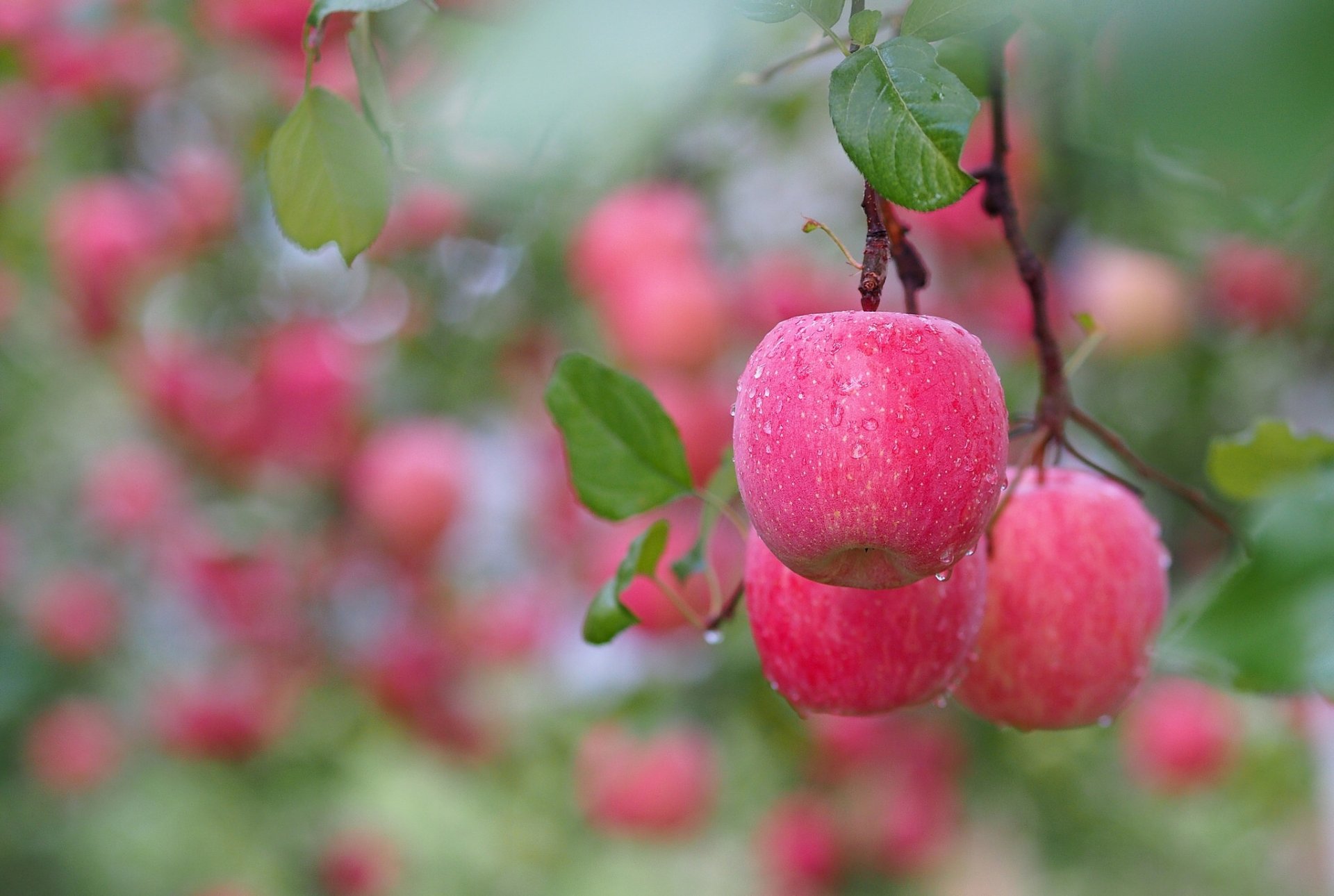 branch apples drops close up bokeh