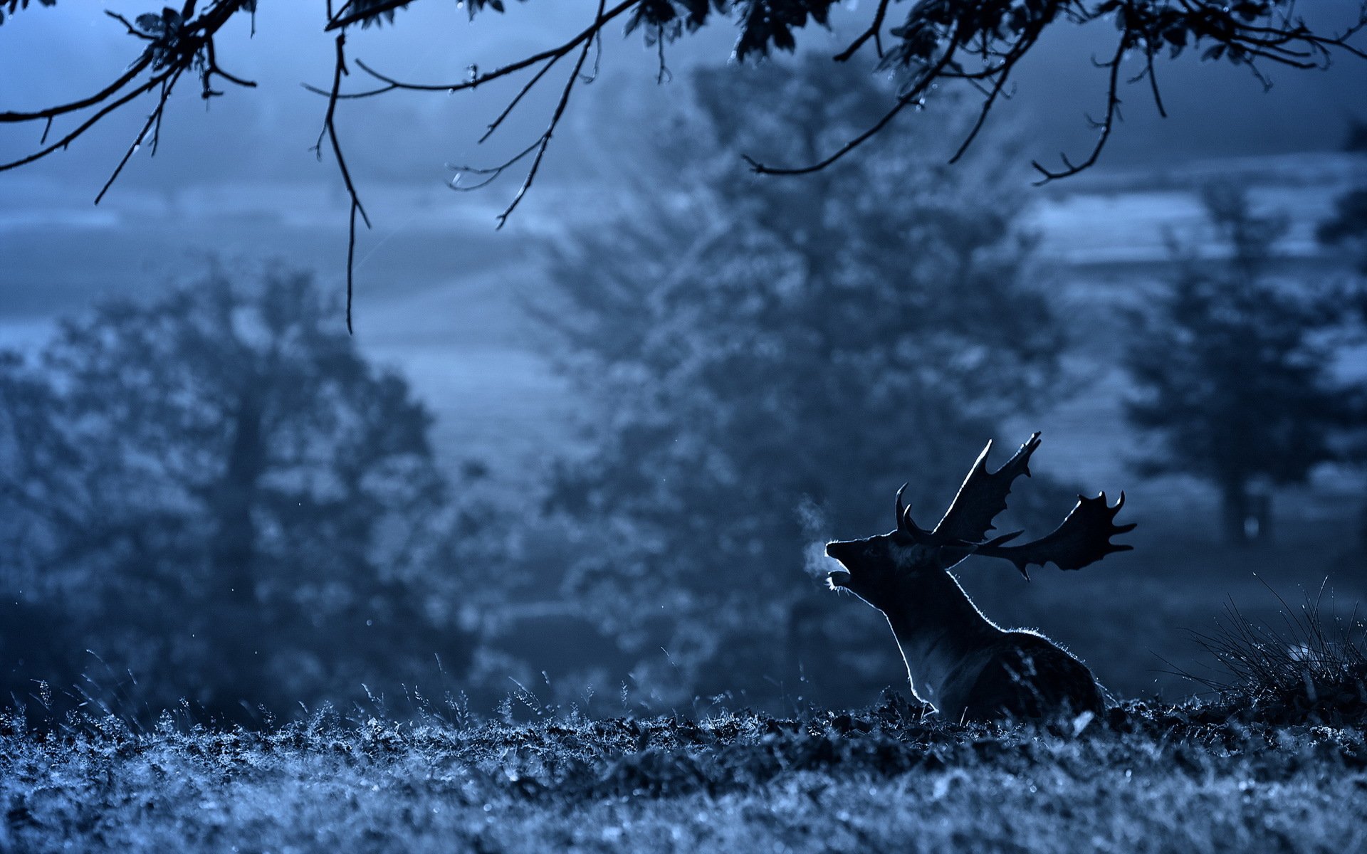 cerf matin paysage