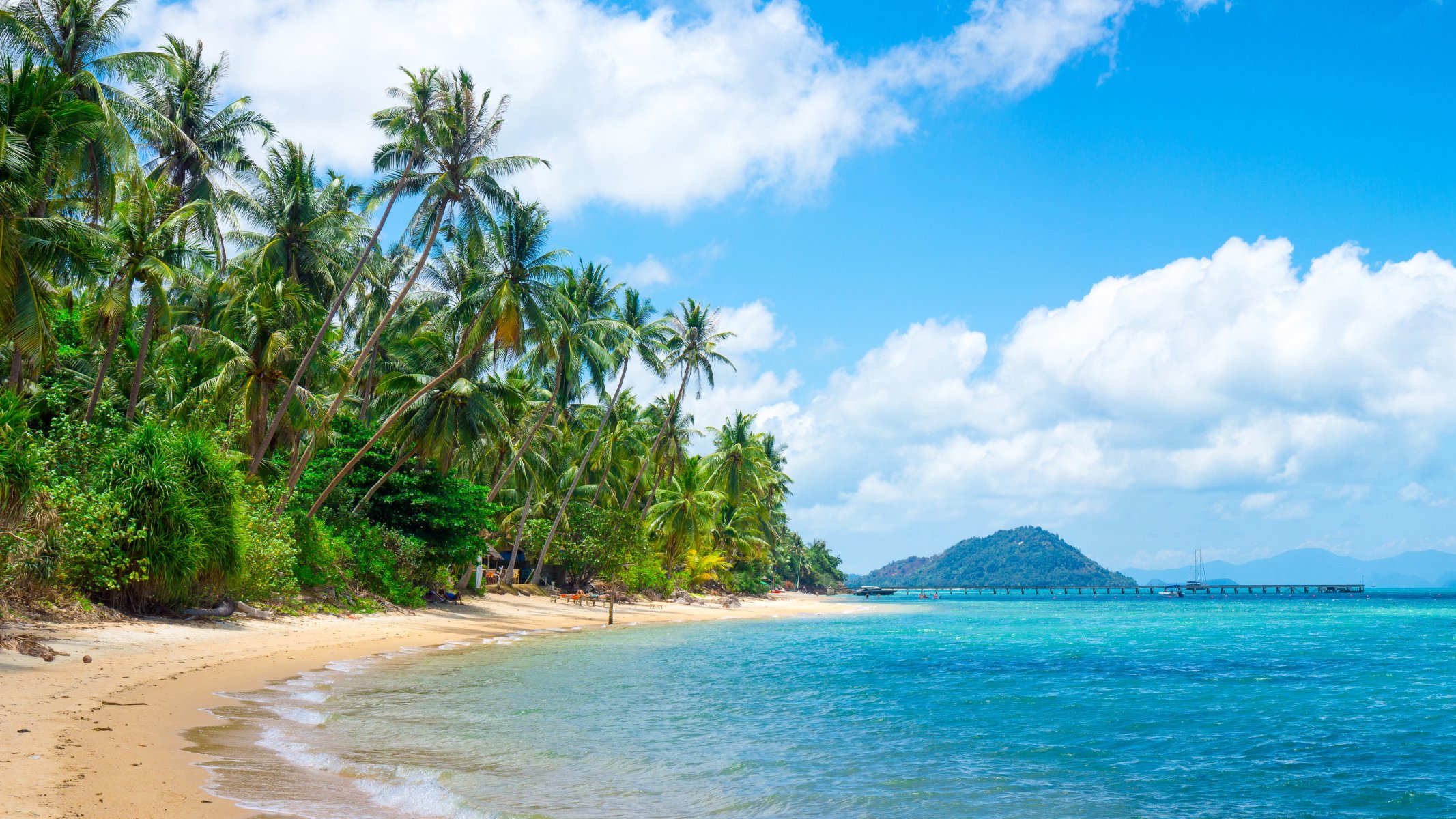 ummer beach sea shore paradise tropical sand palm tree