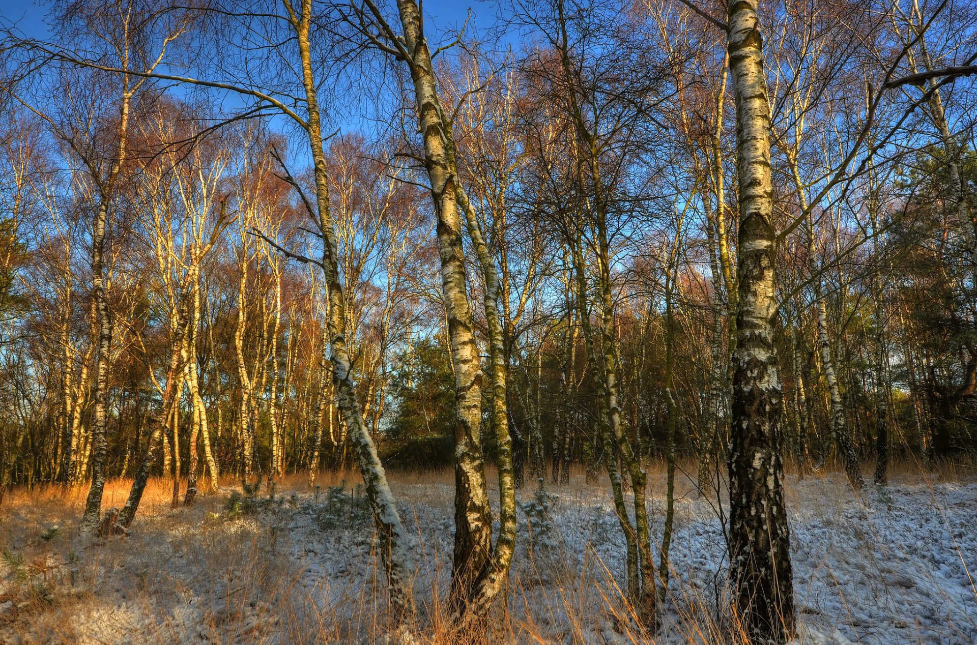 ky grove birch tree frost autumn