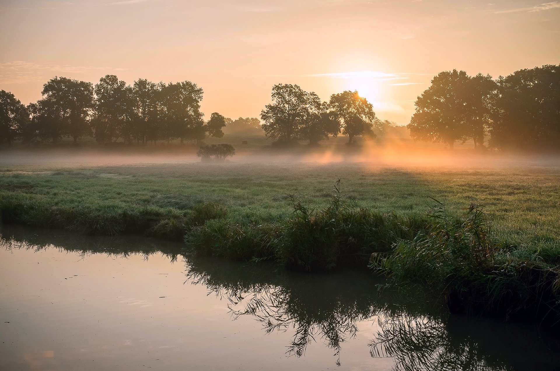 frühling morgen fluss schilf gras tau nebel licht sonne sonne strahlen bäume