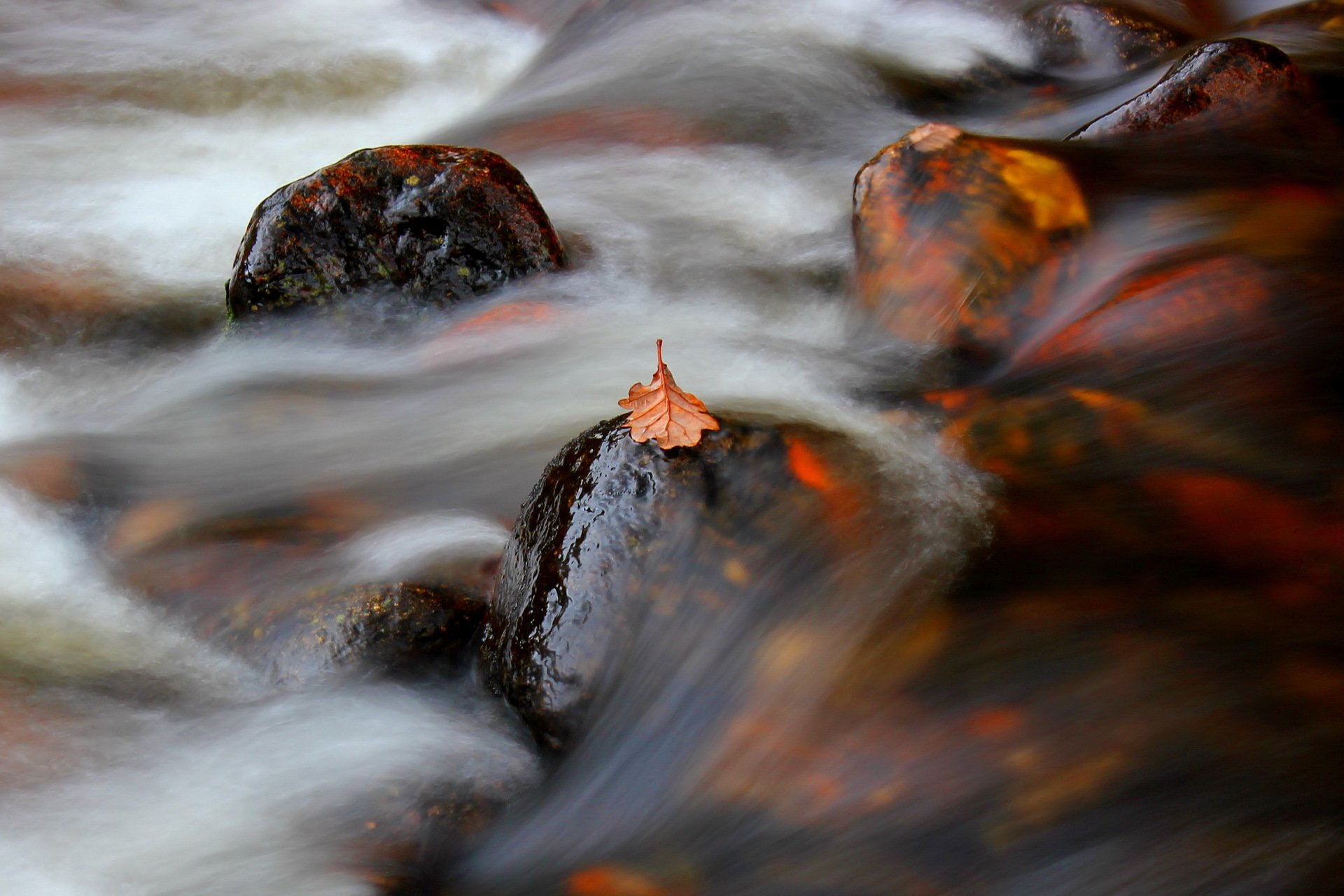 blatt fluss strom natur