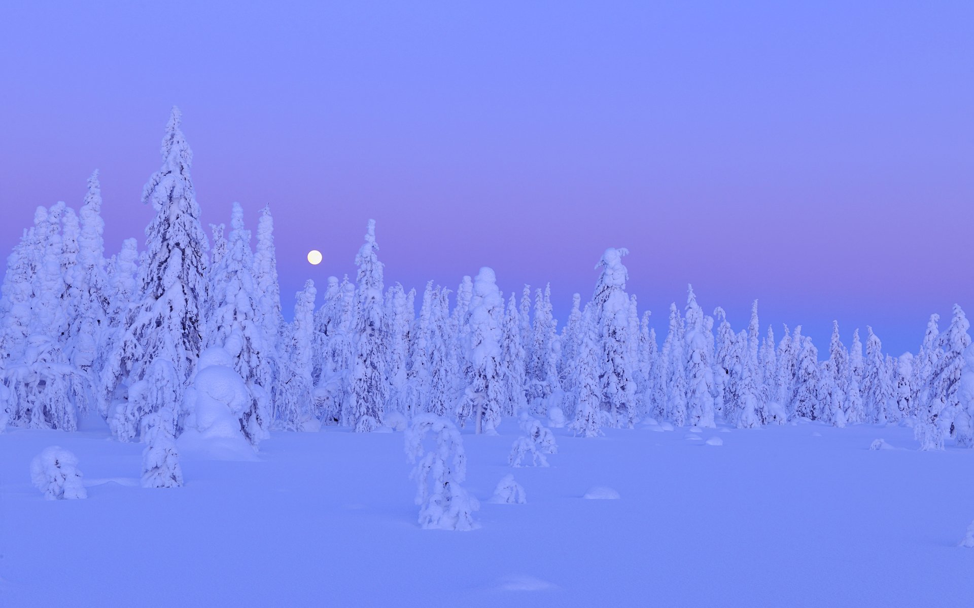 now trees forest winter moon night kuusamo northern ostrobothnia oulu province finland tree