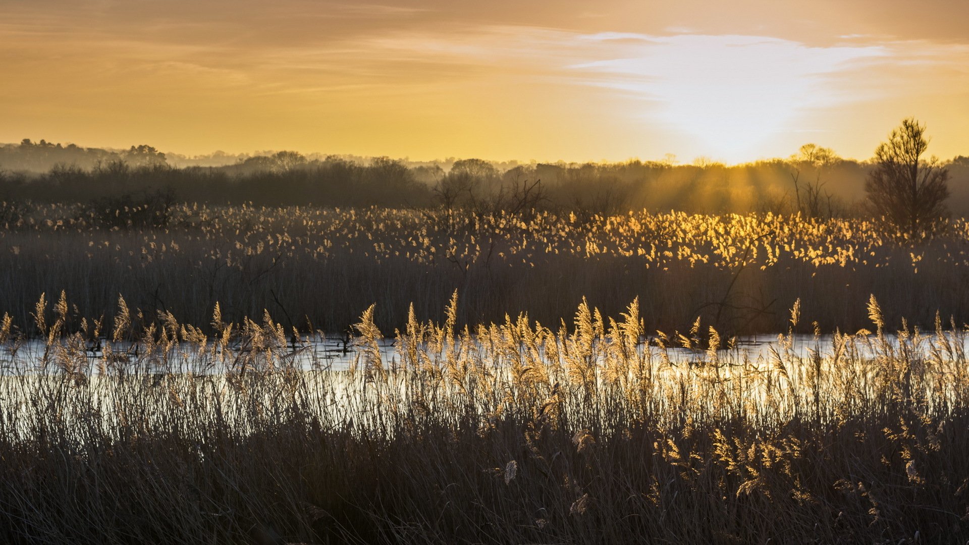 morning river reed