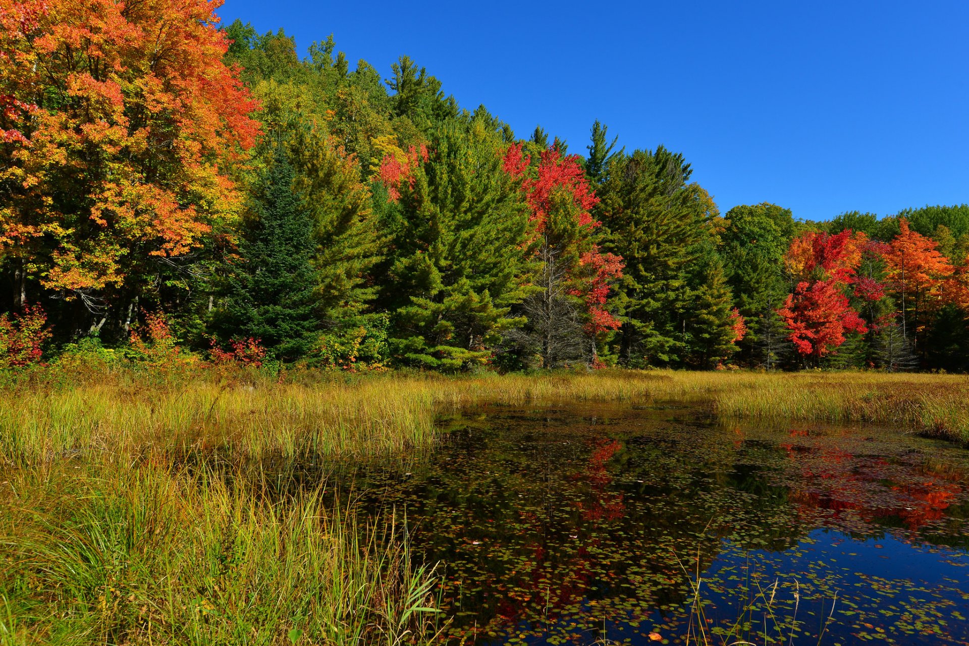 ciel forêt étang herbe arbres automne