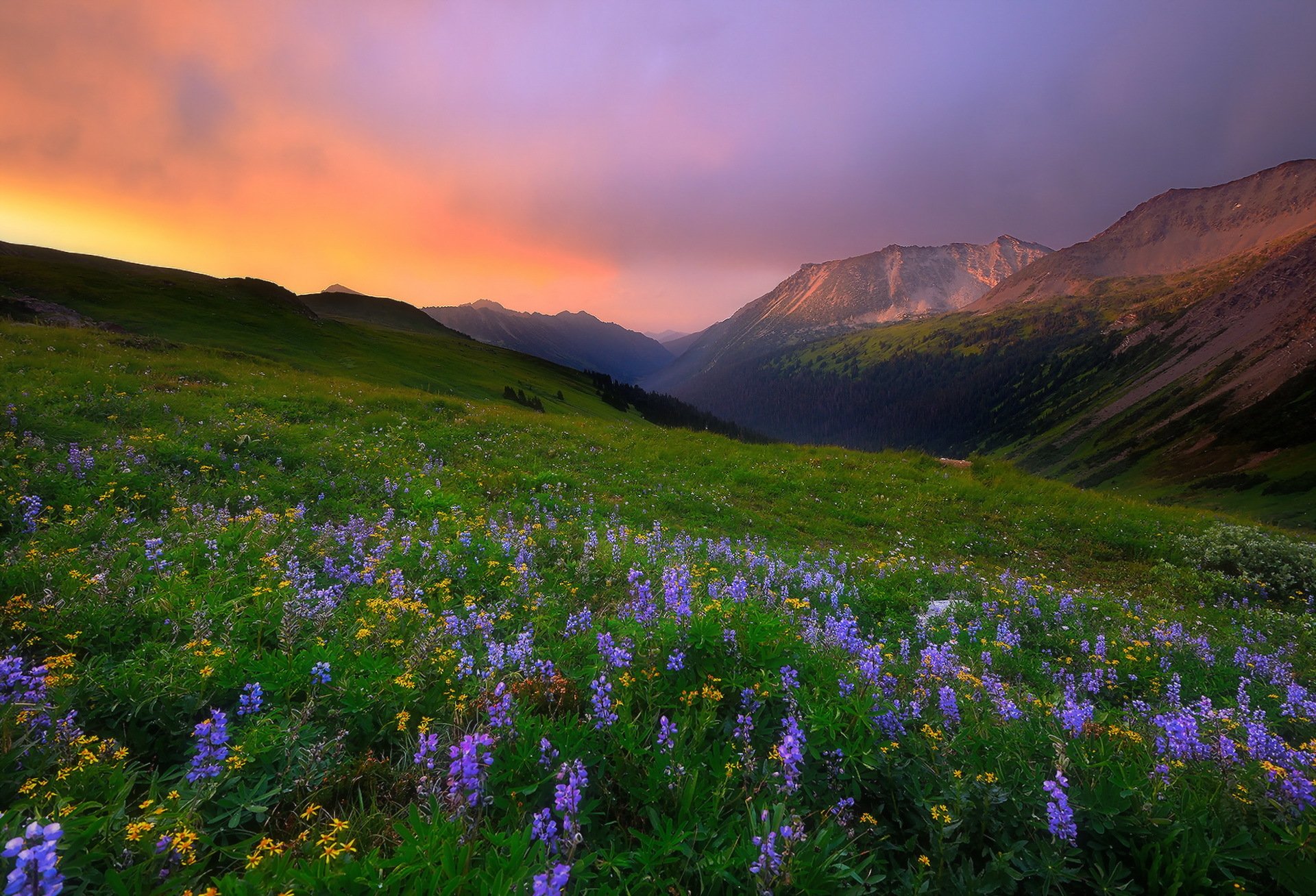 mattina montagne fiori natura paesaggio