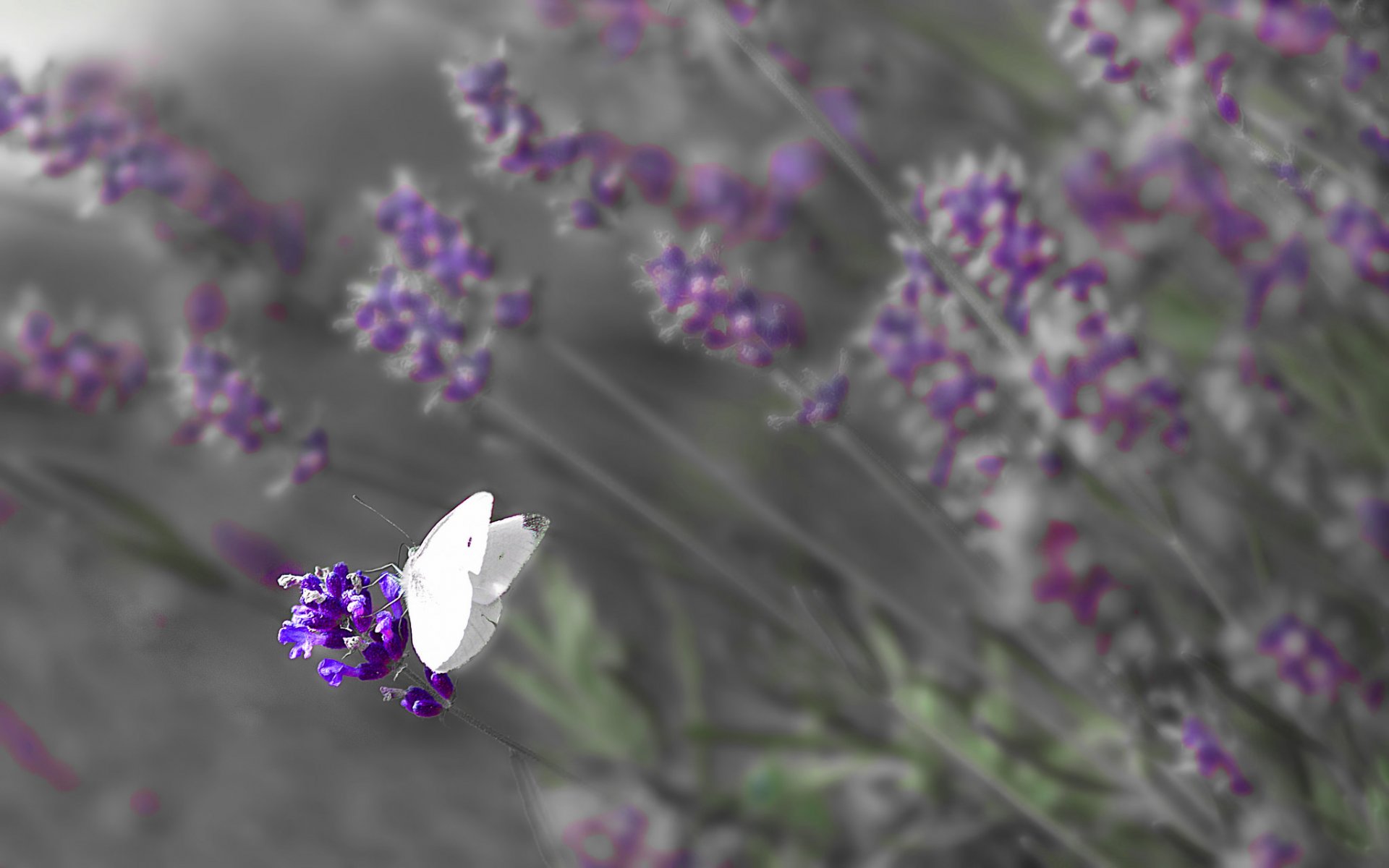 the field meadow flower butterfly wings insect