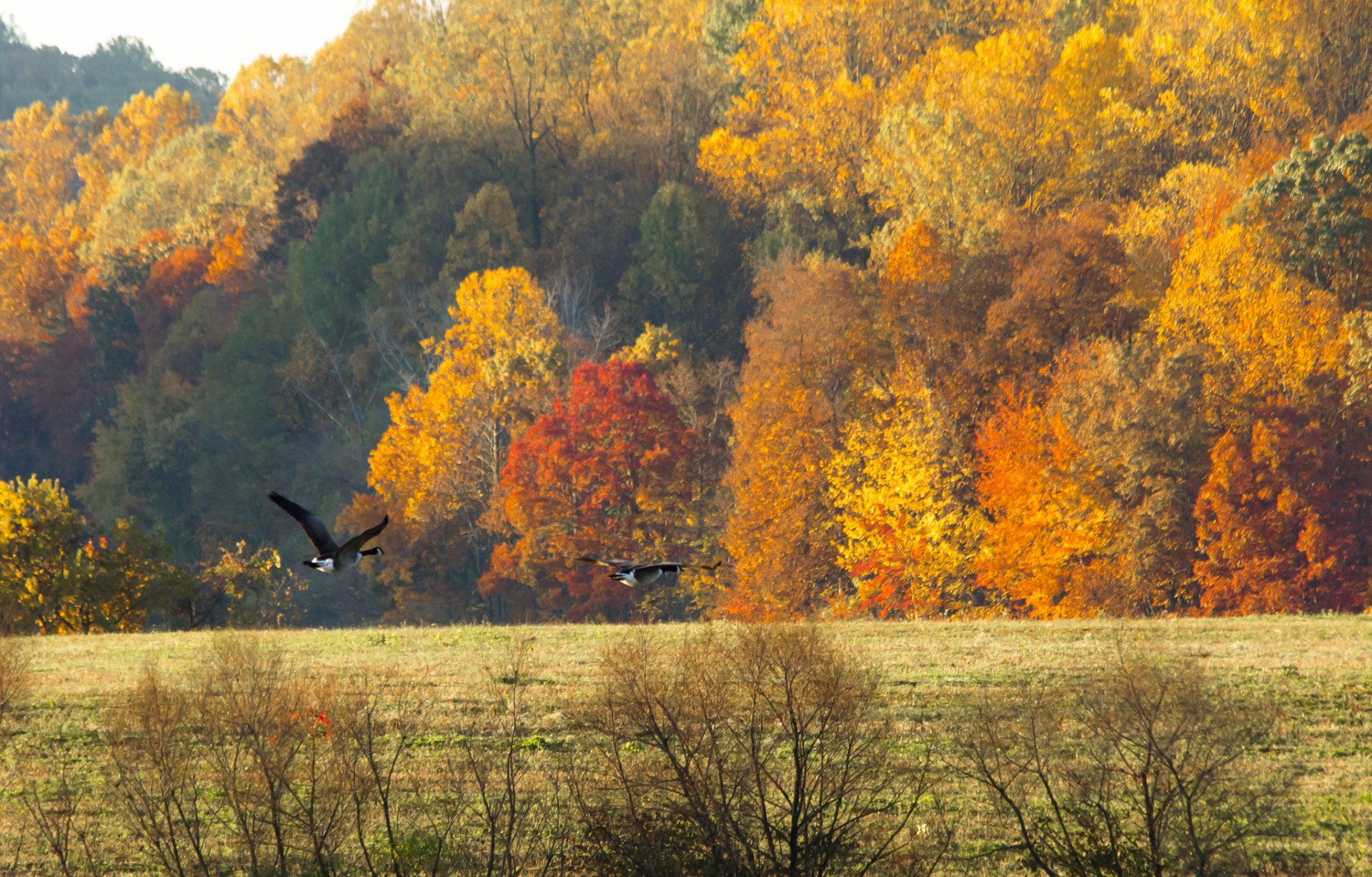 ciel forêt champ automne oiseaux oies