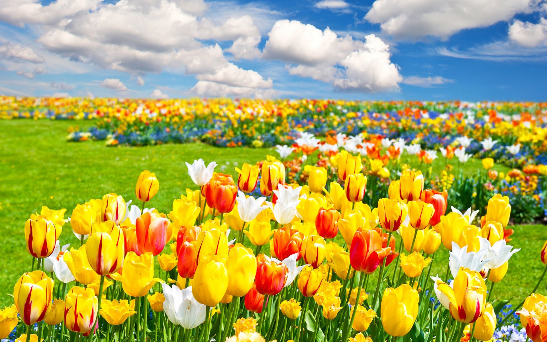 campo flores tulipanes cielo nubes