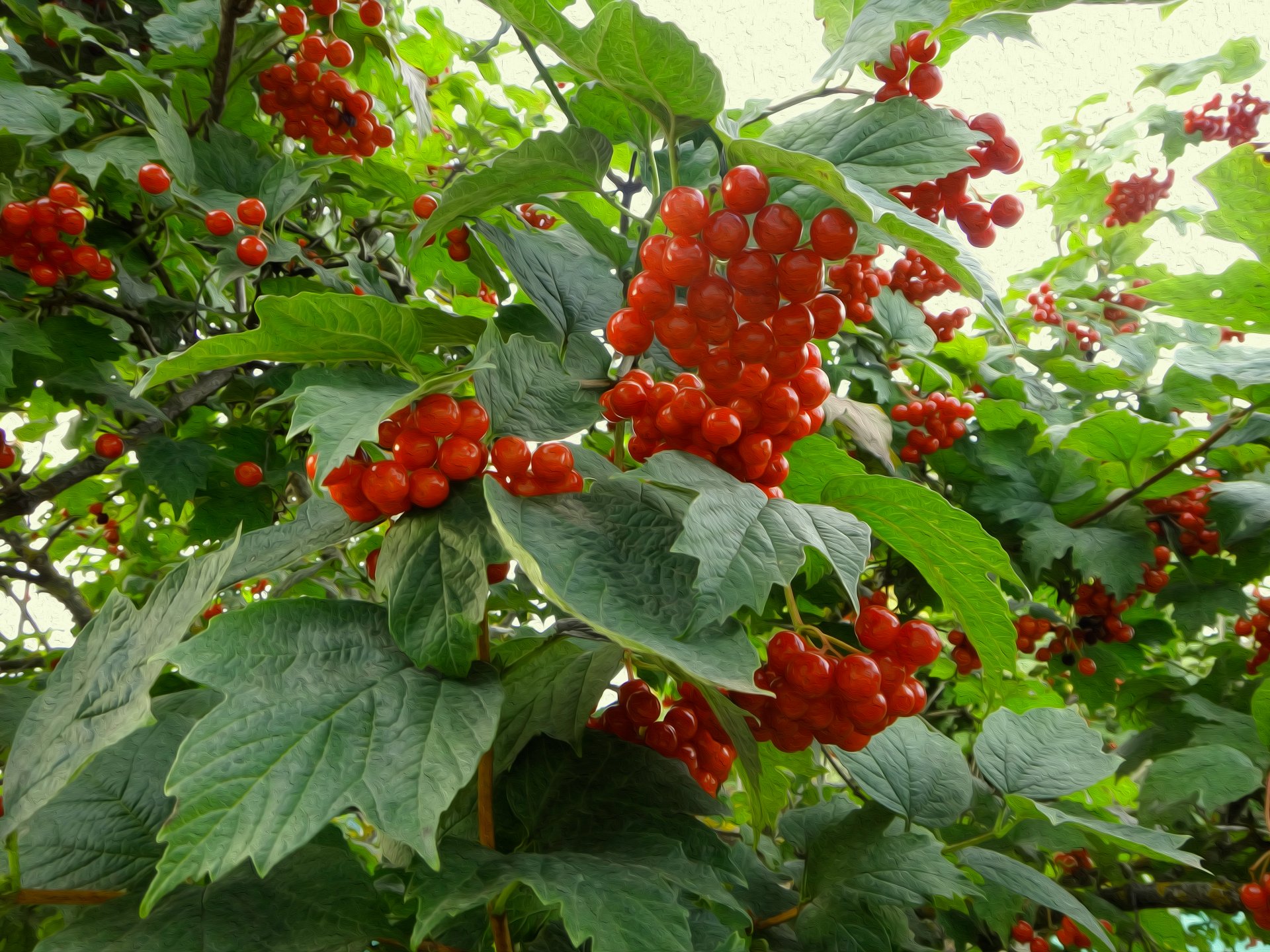 bayas viburnum hojas