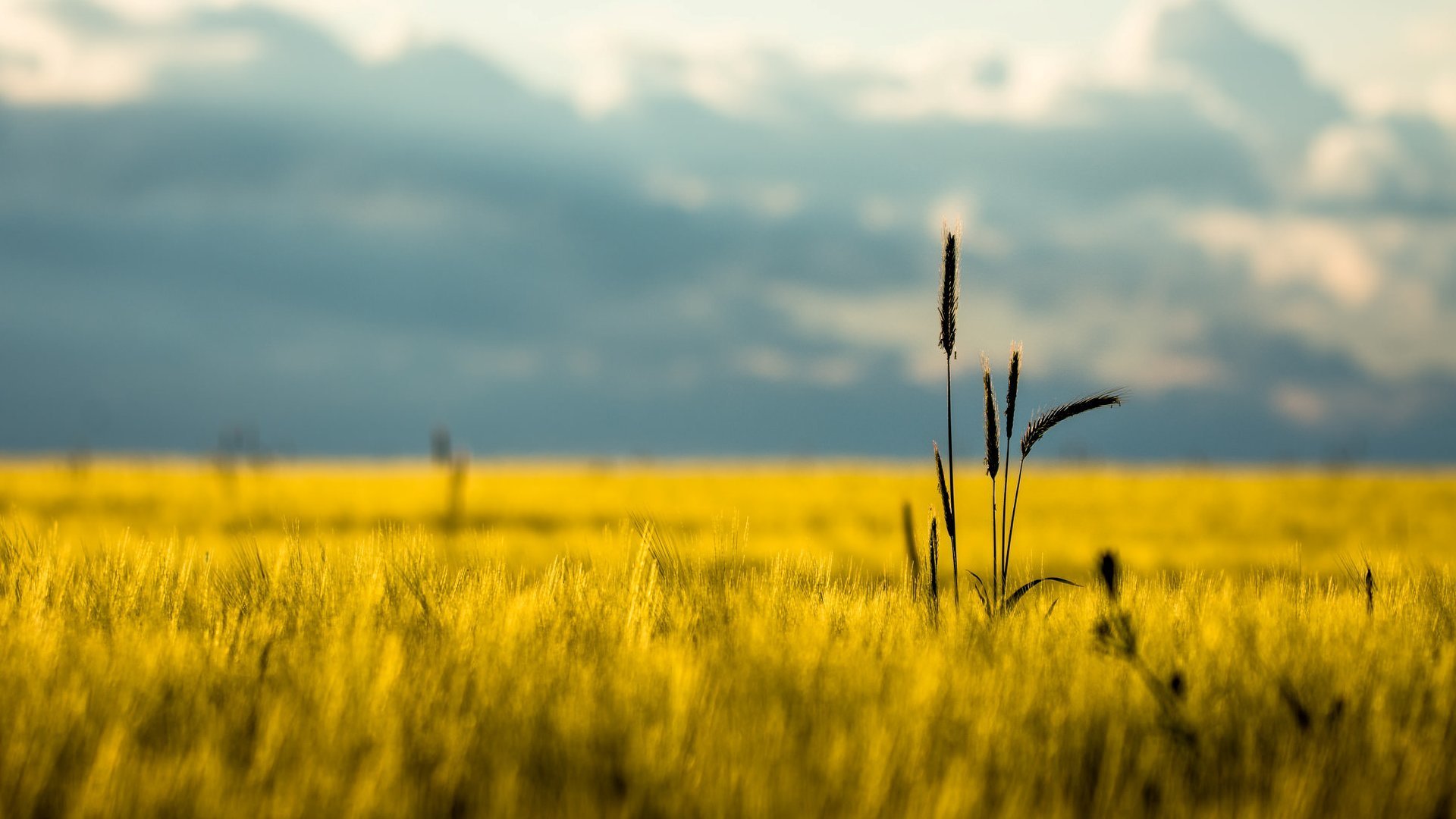 nature the field ears spikes spike summer day close up sky