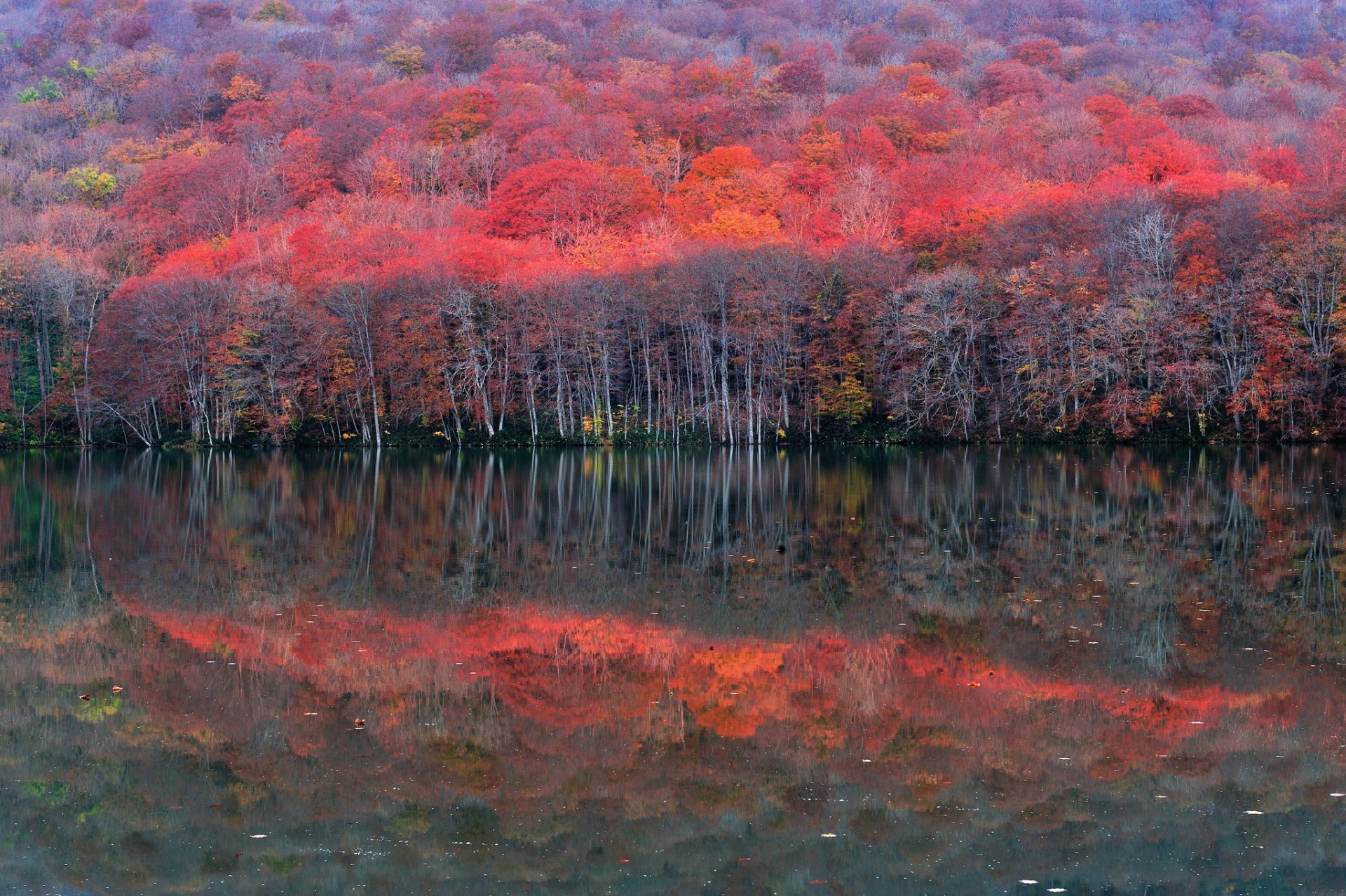 pente forêt lac arbres réflexion automne pourpre