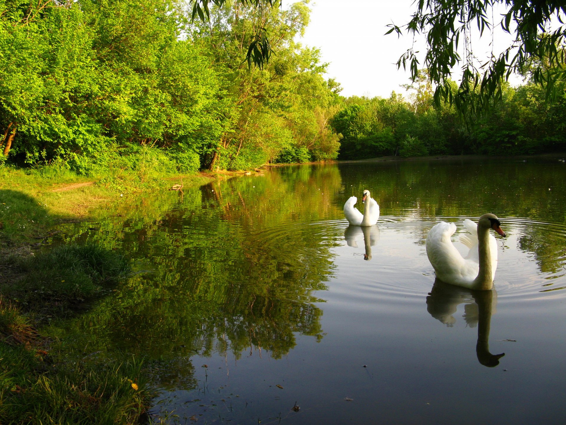 niebo las park staw drzewa łabędź ptak