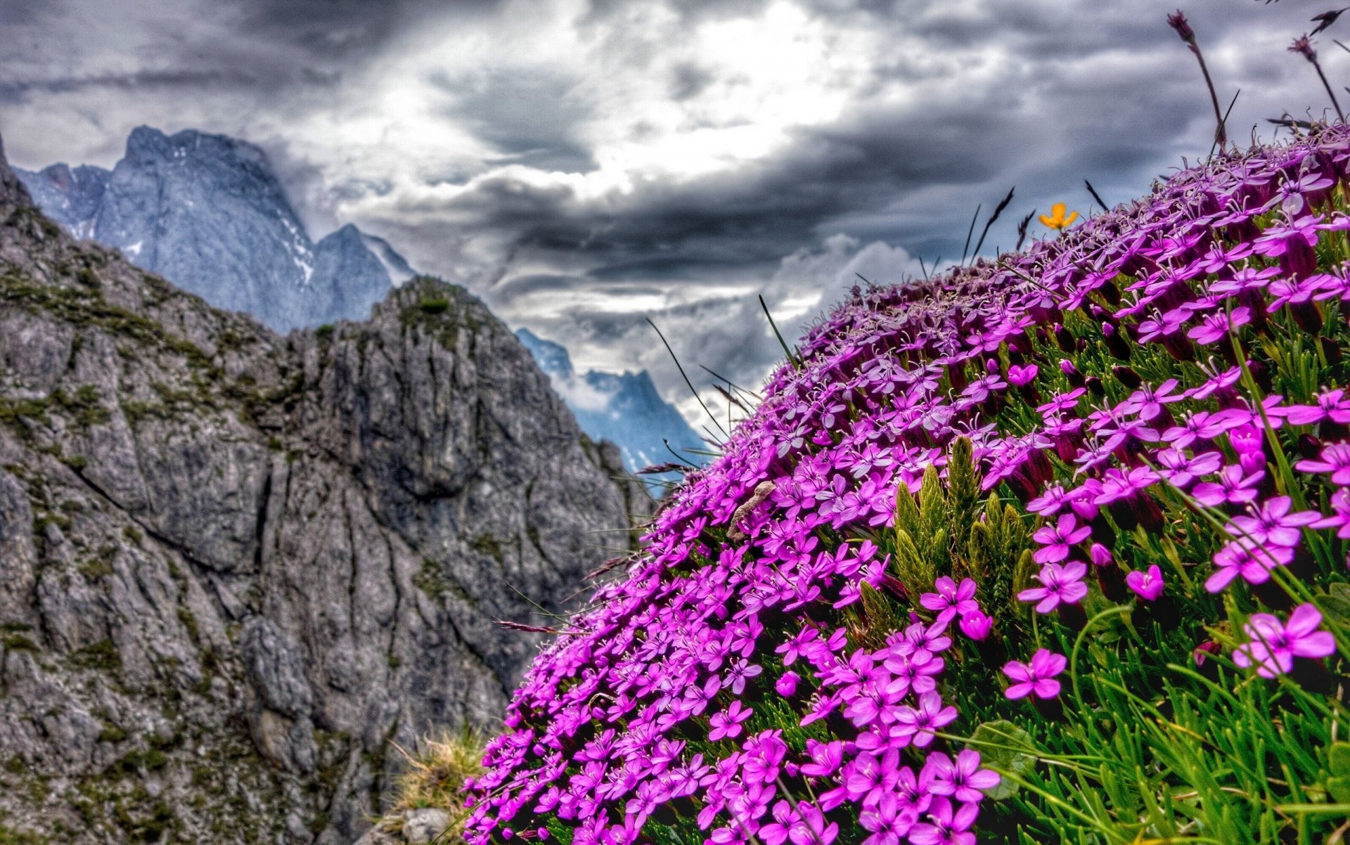 alpes austria montañas flores