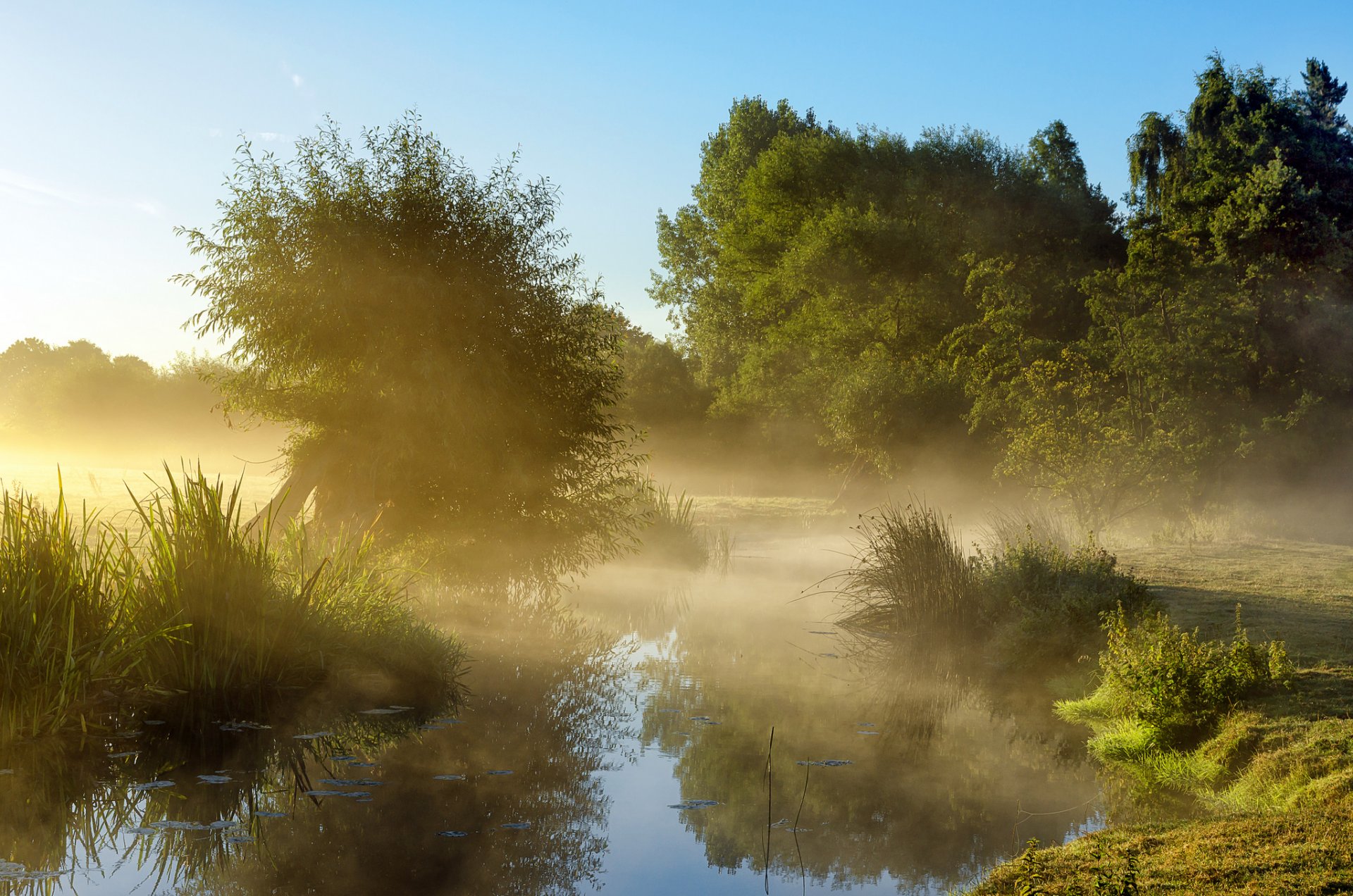 ciel matin brouillard étang arbres