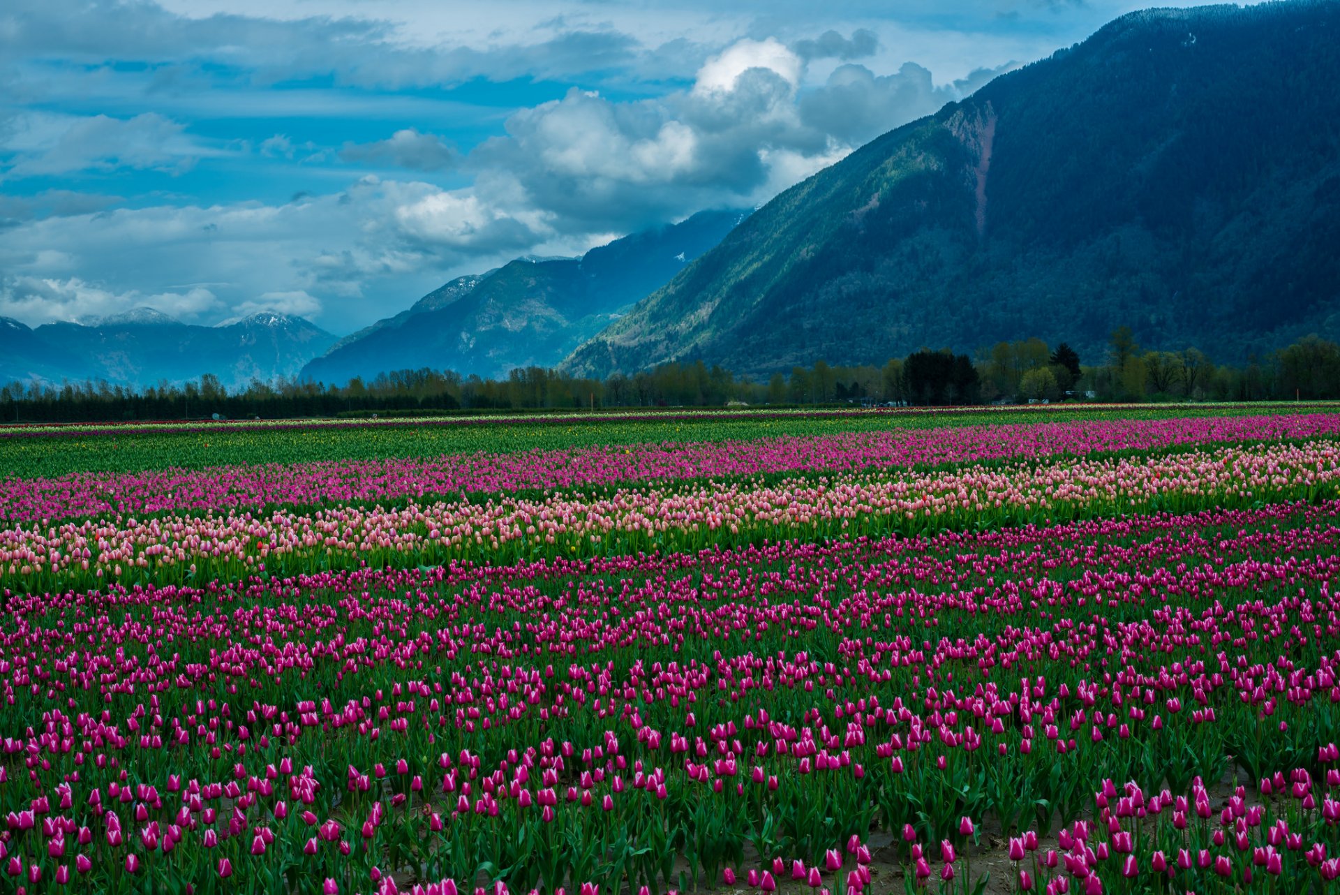 nature paysage montagnes neige nuages champ tulipes fleurs montagne