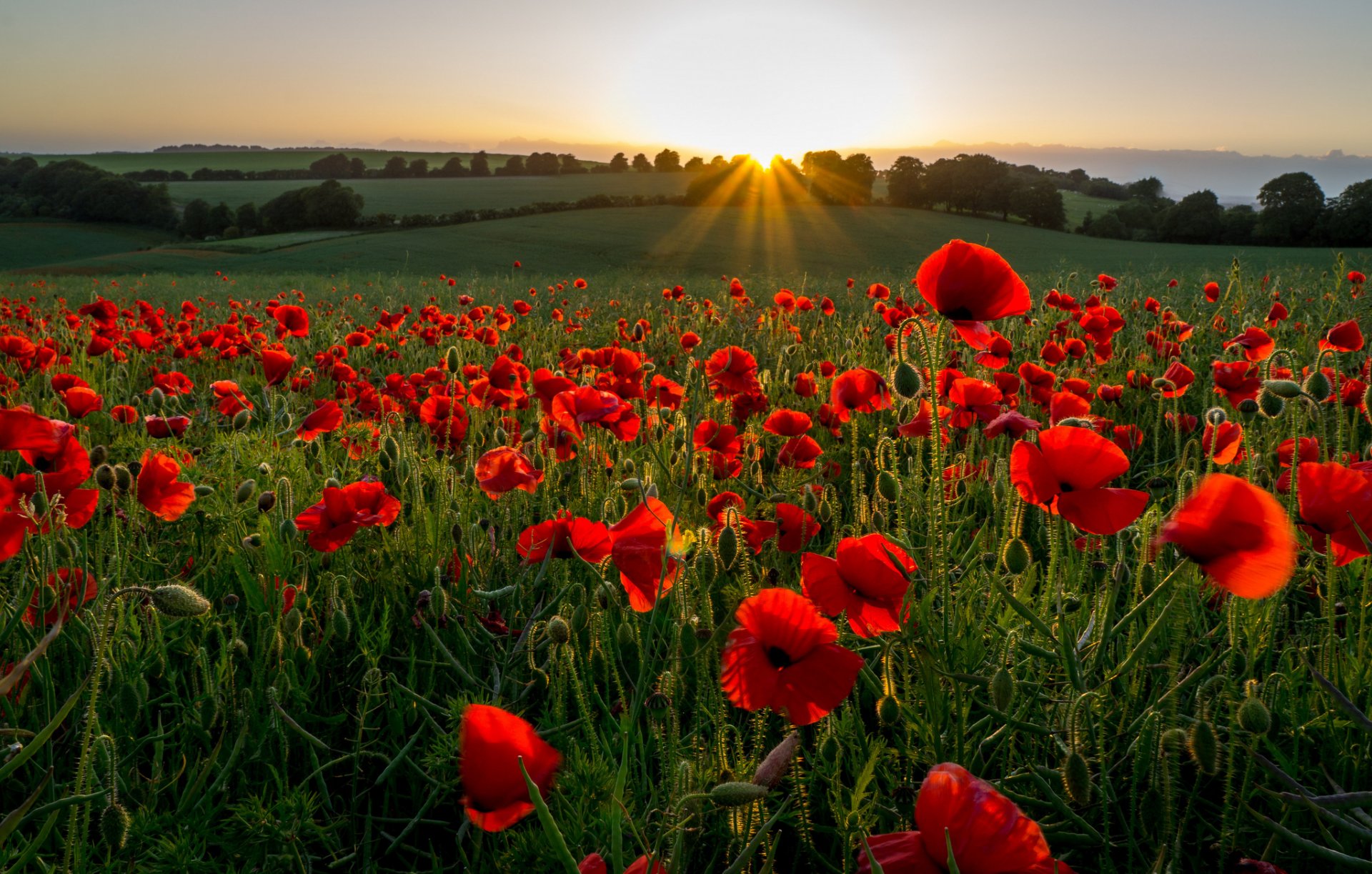 feld wiese hügel blumen mohnblumen abend strahlen sonnenuntergang