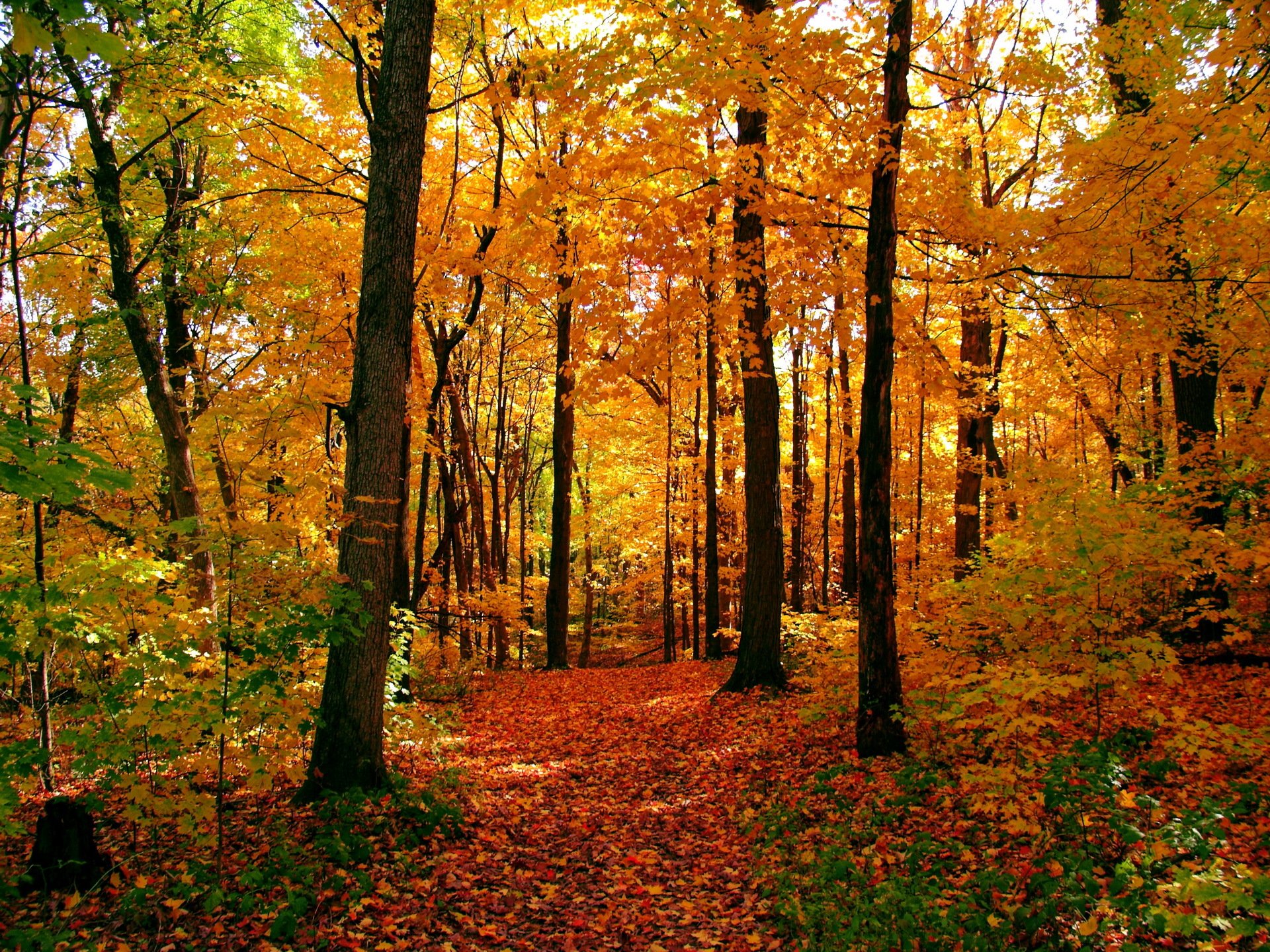 autumn forest tree leaves yellow path