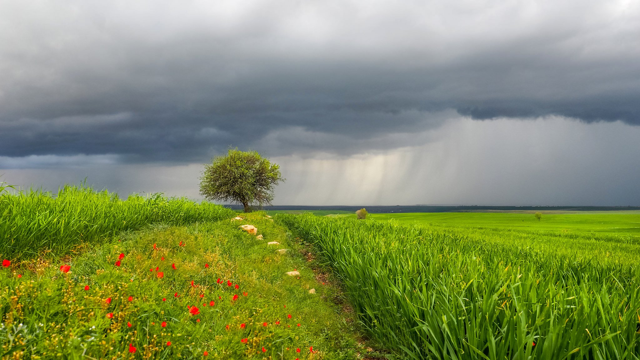 ciel nuages pluie herbe pré arbre fleurs paysage