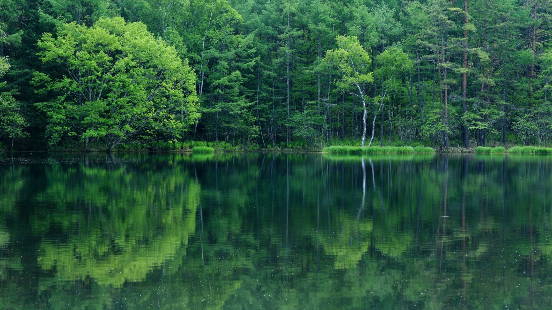 озеро вода лес листва отражения