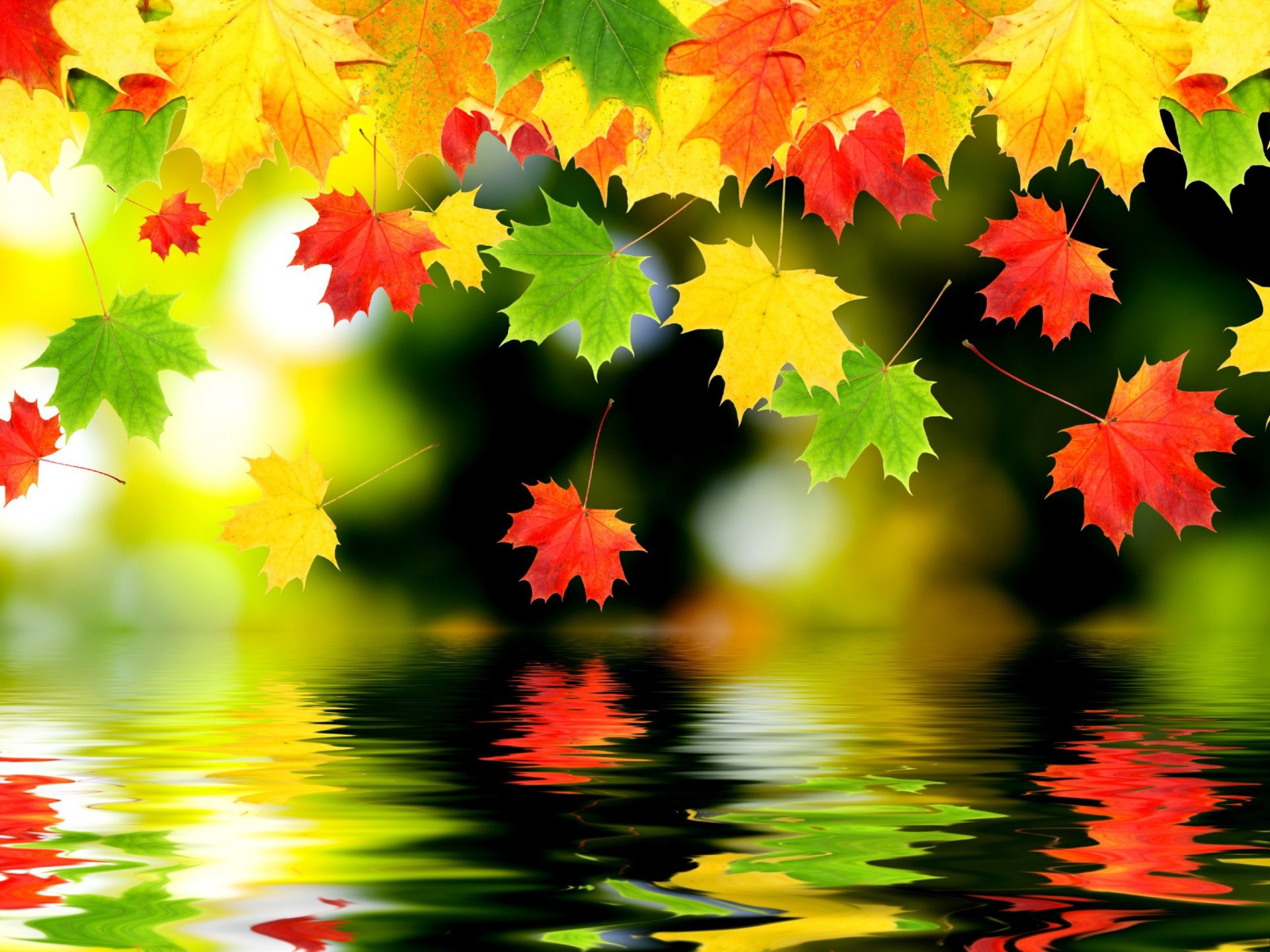 foglie autunno acqua riflessione