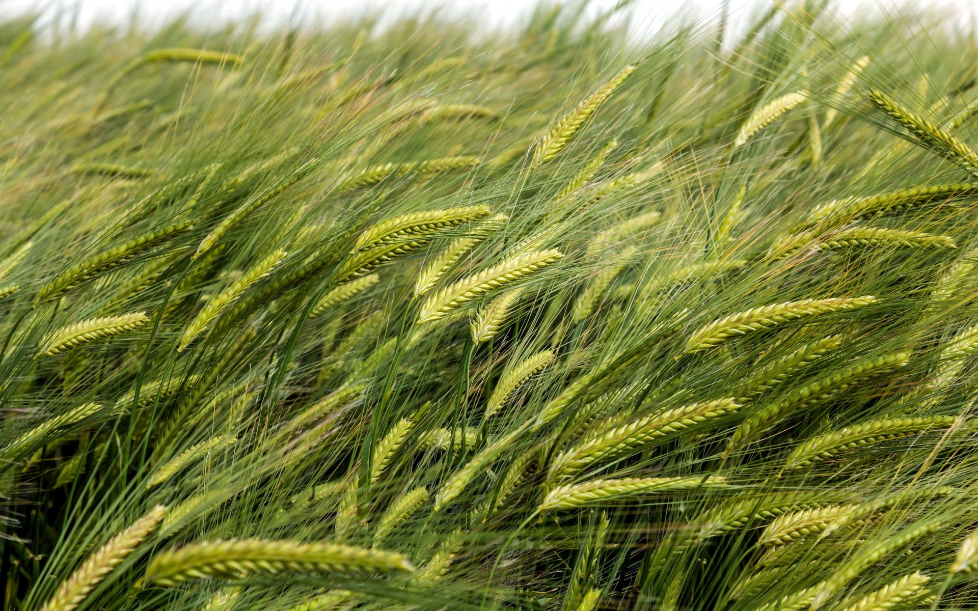 ears summer nature