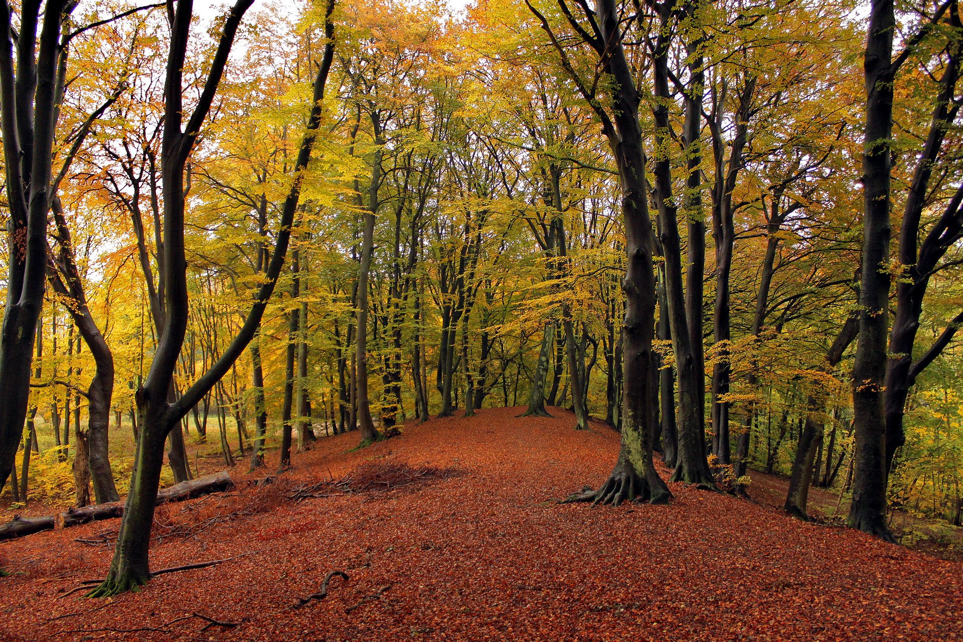 forest tree leaves autumn