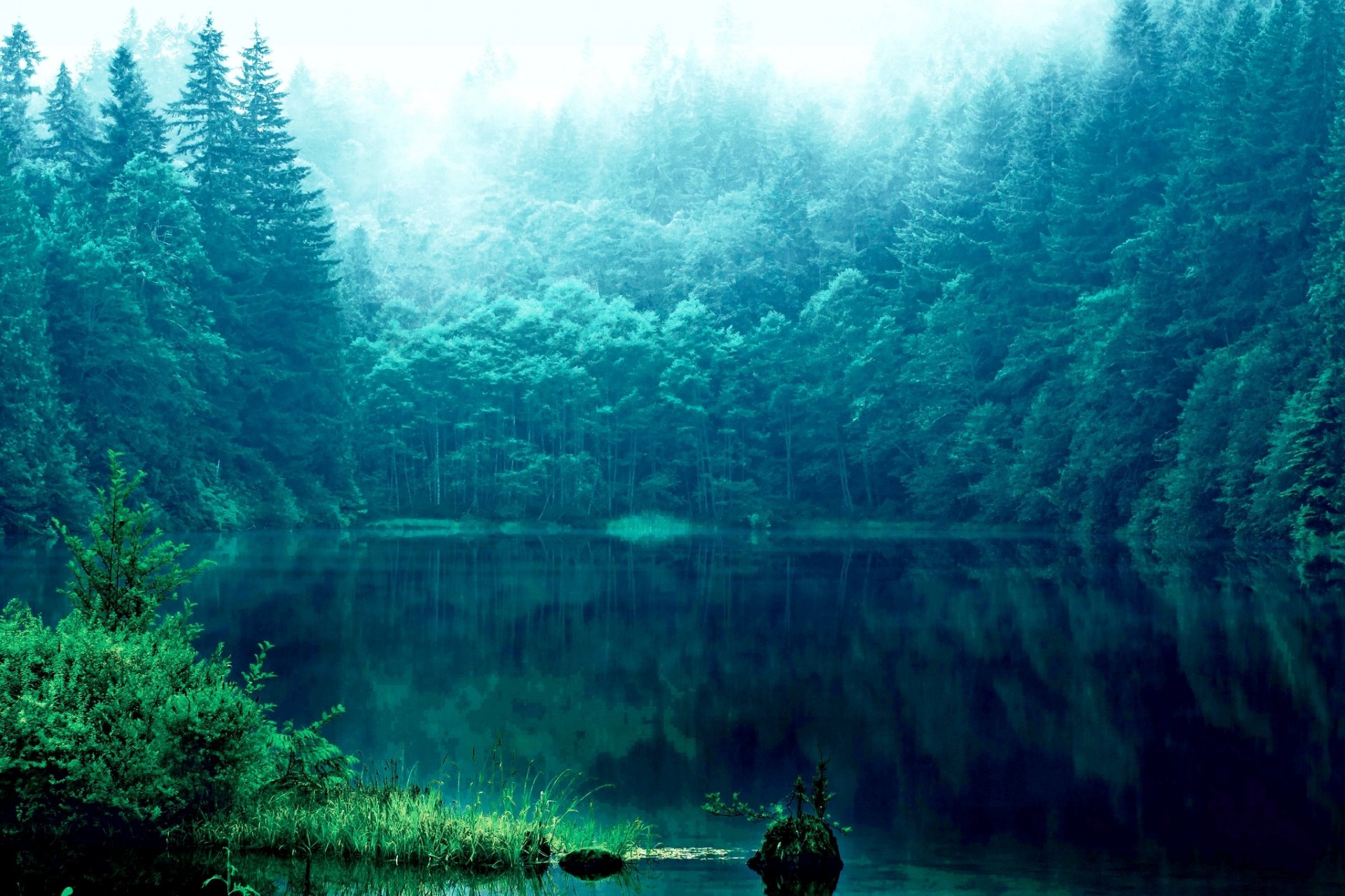 bosque árboles lago hierba reflexiones