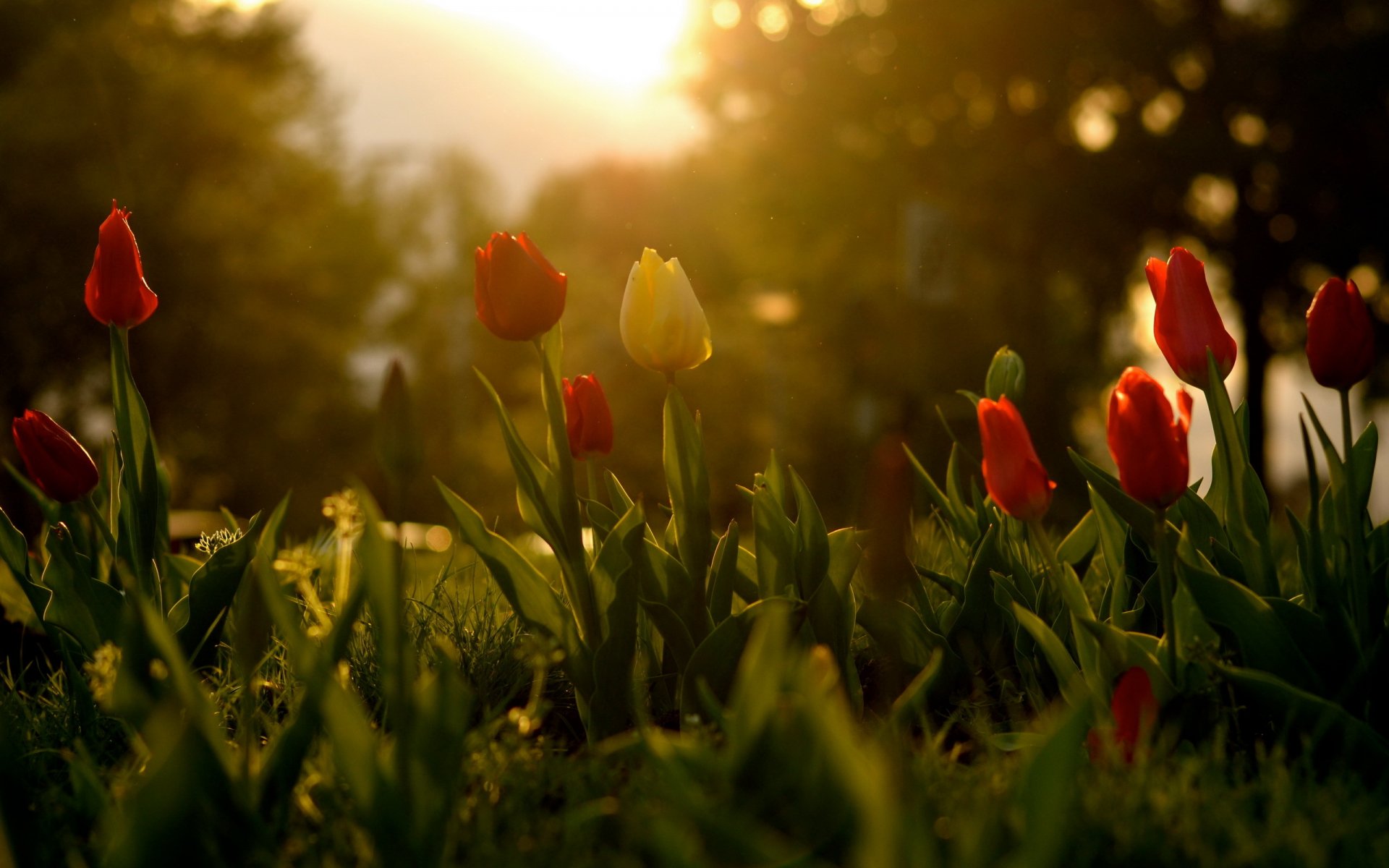 fleurs tulipes printemps