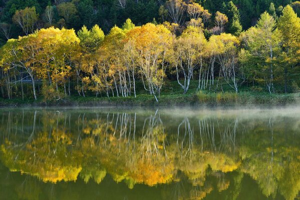 Lago forestal cubierto de niebla